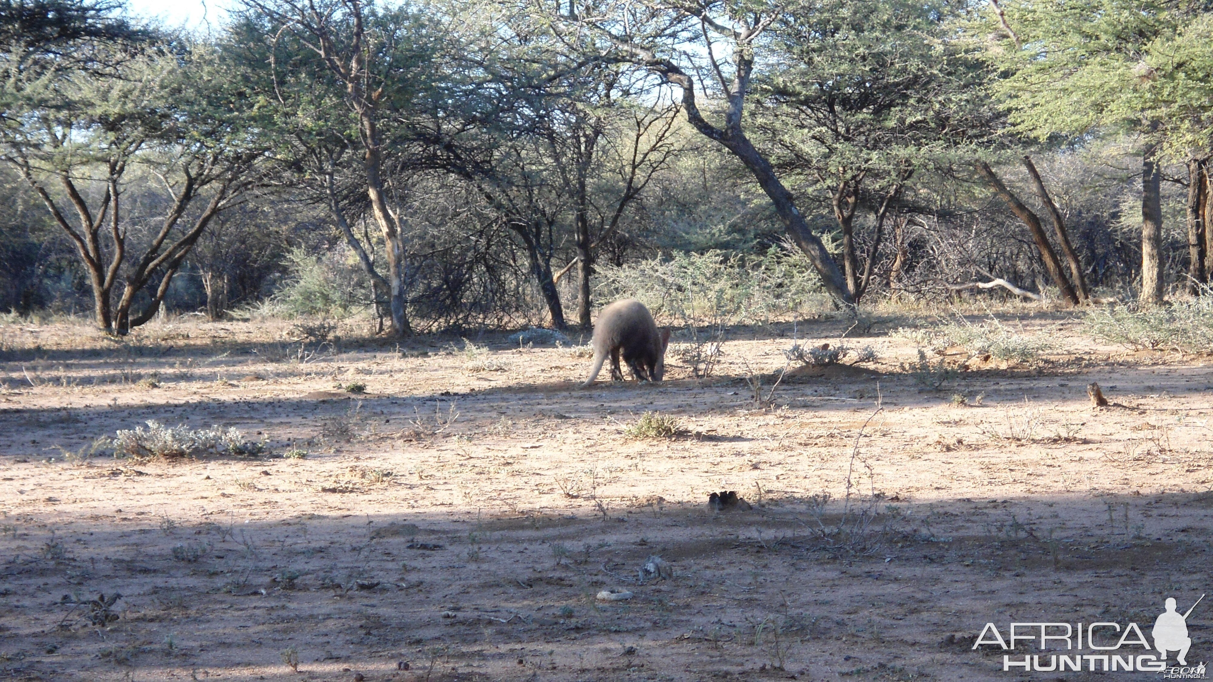 Aardvark or Antbear Namibia