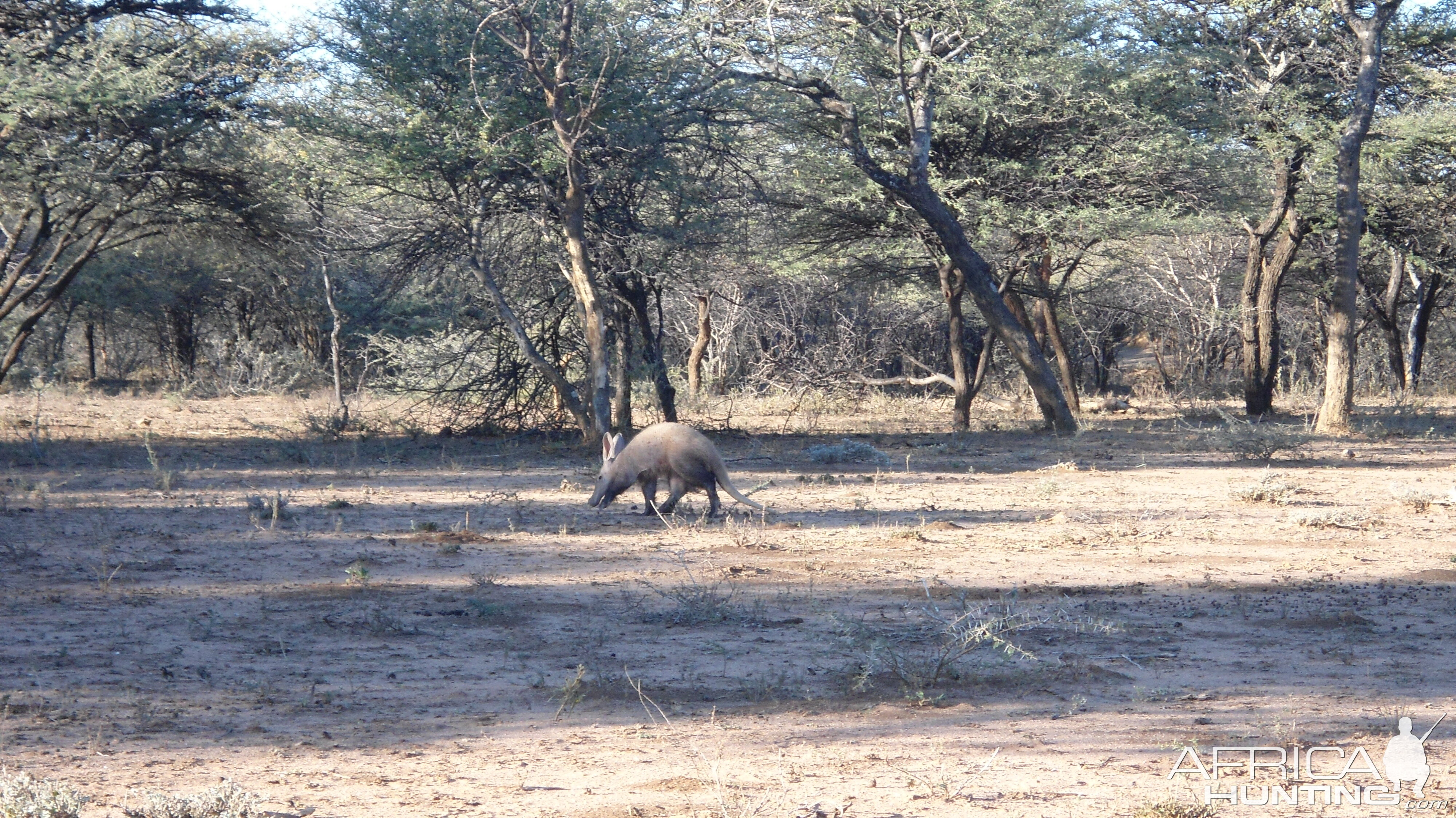 Aardvark or Antbear Namibia