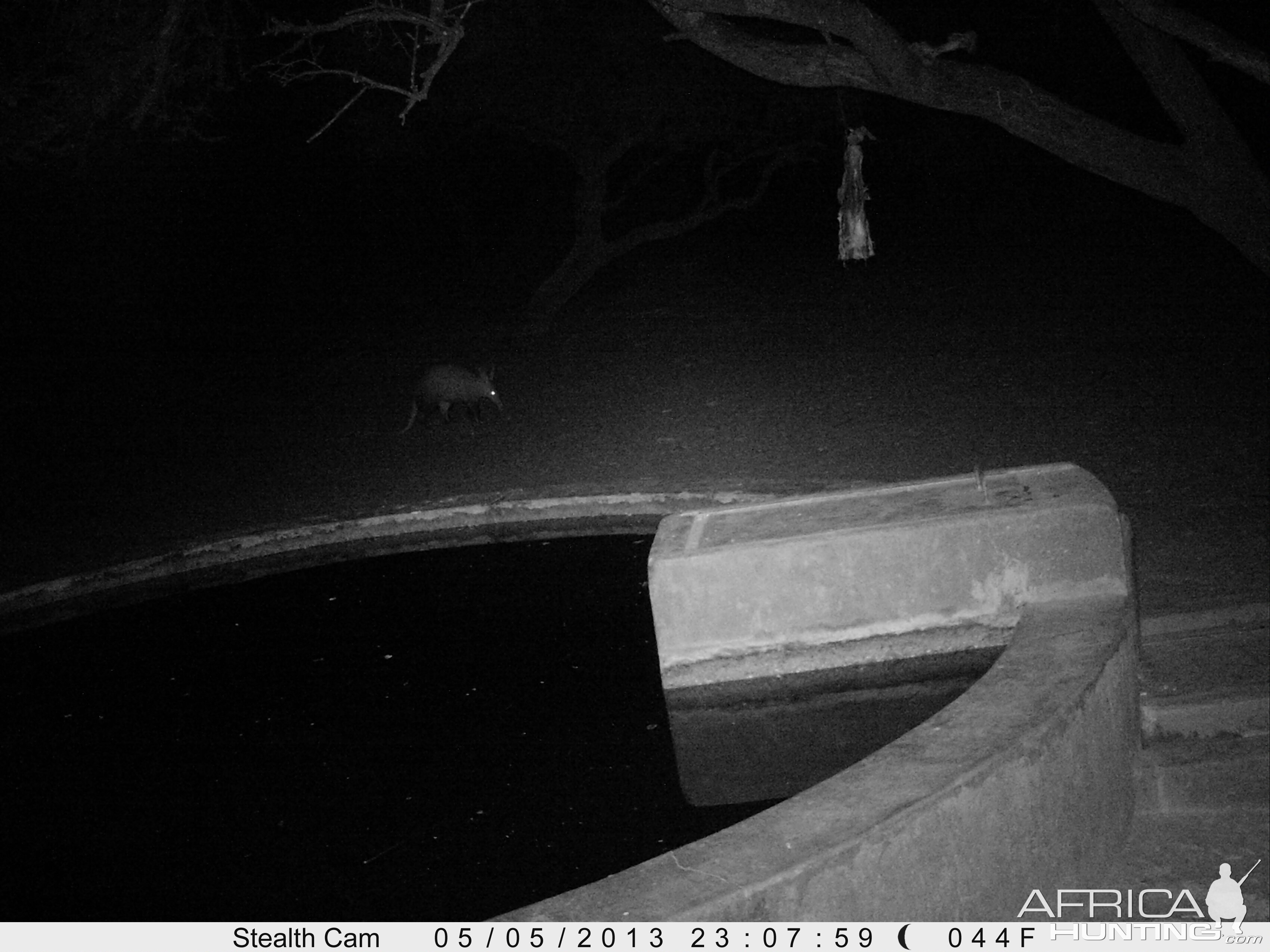 Aardvark or Antbear Trail Camera