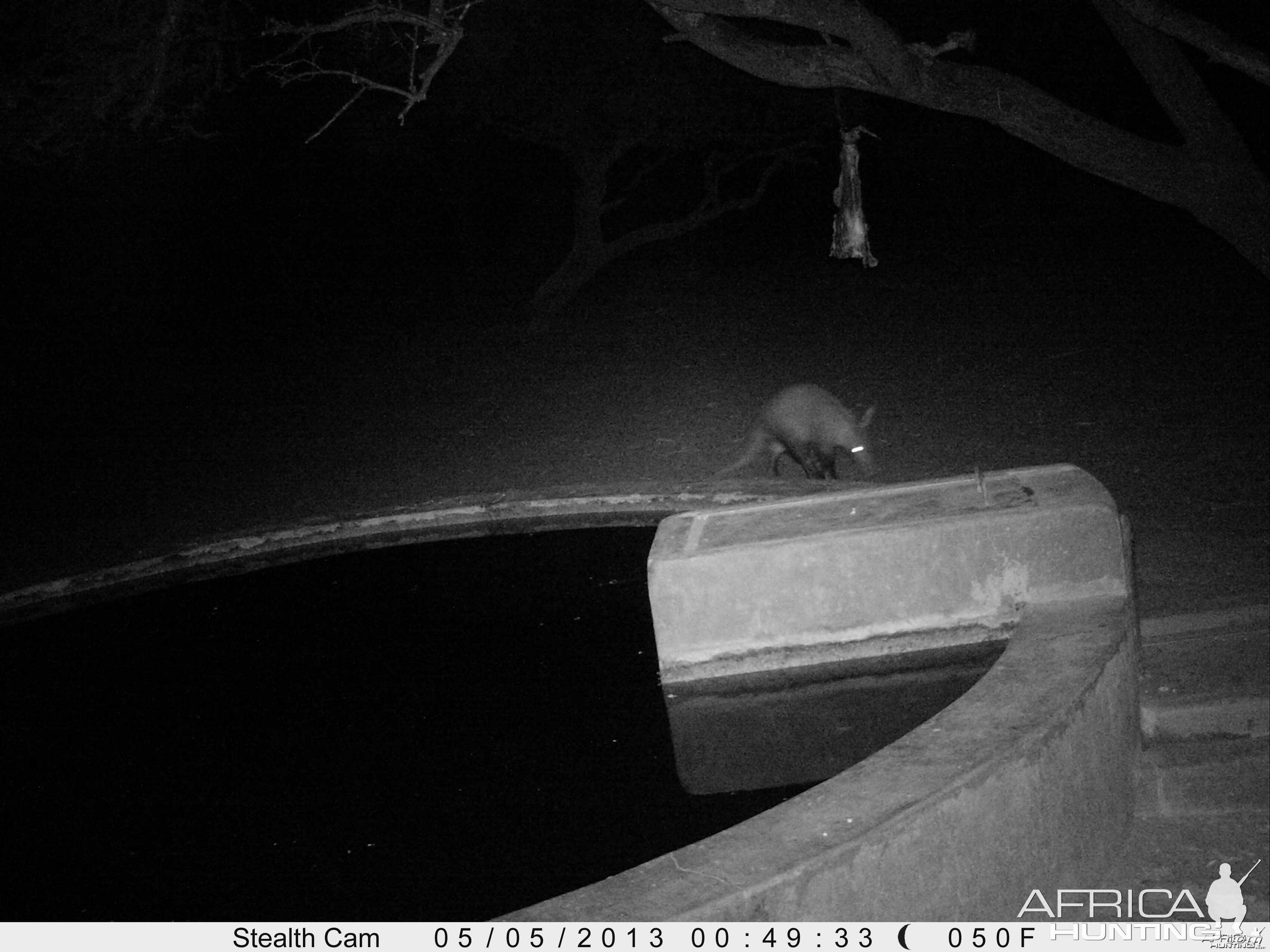 Aardvark or Antbear Trail Camera