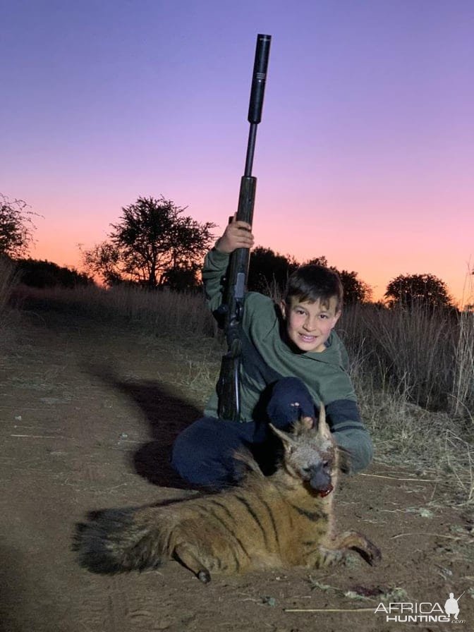 Aardwolf Hunt Limpopo South Africa