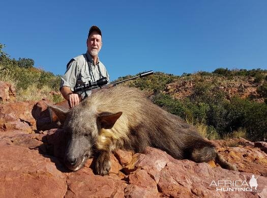 Aardwolf Hunting Sunset Safaris