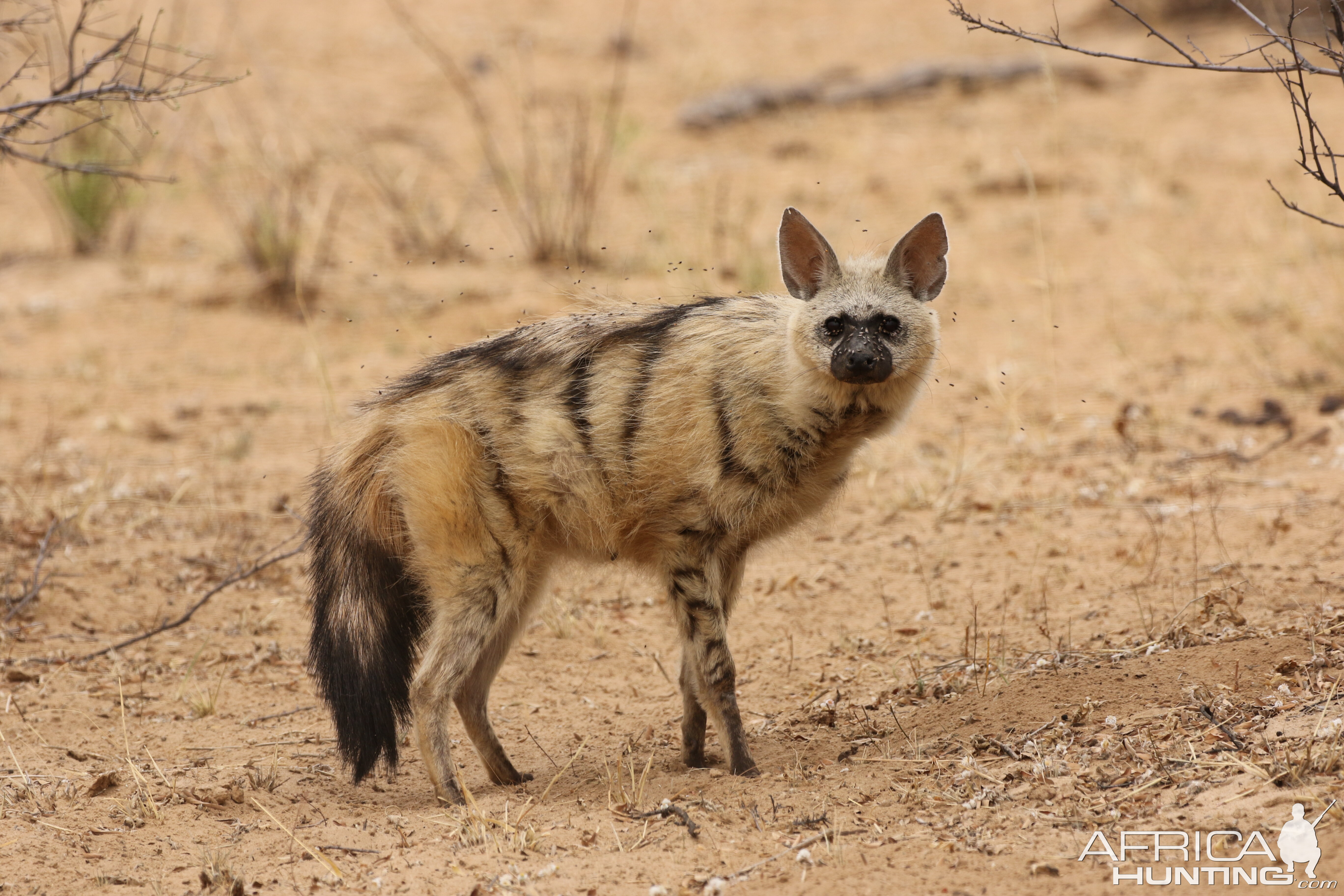 aardwolf --insect eater | AfricaHunting.com