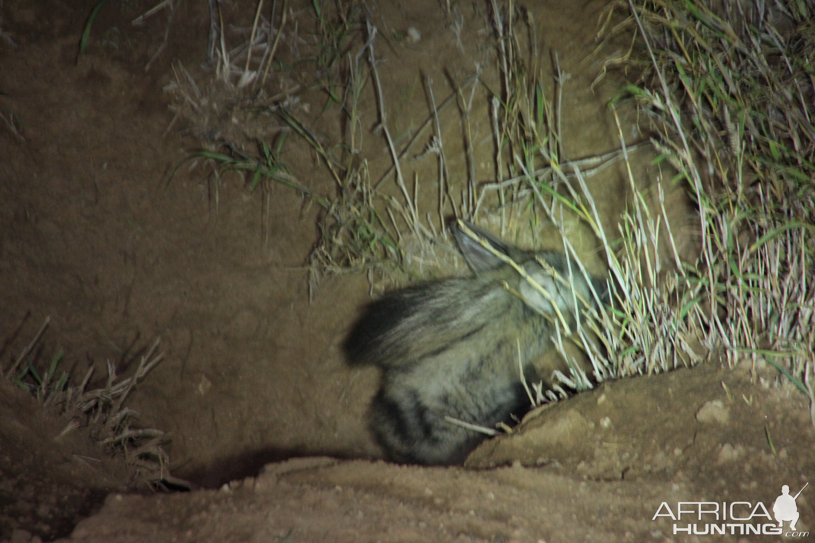 Aardwolf