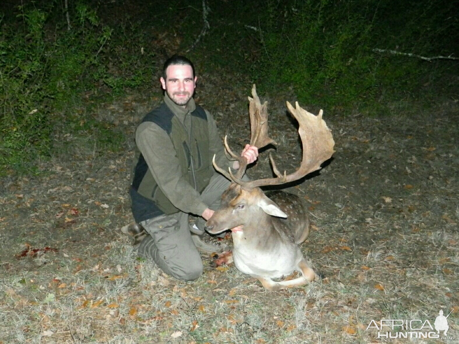 Abnormal Fallow Deer from Italy