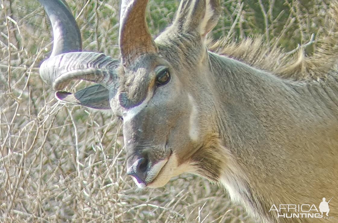 Abnormal Three Horned Kudu South Africa