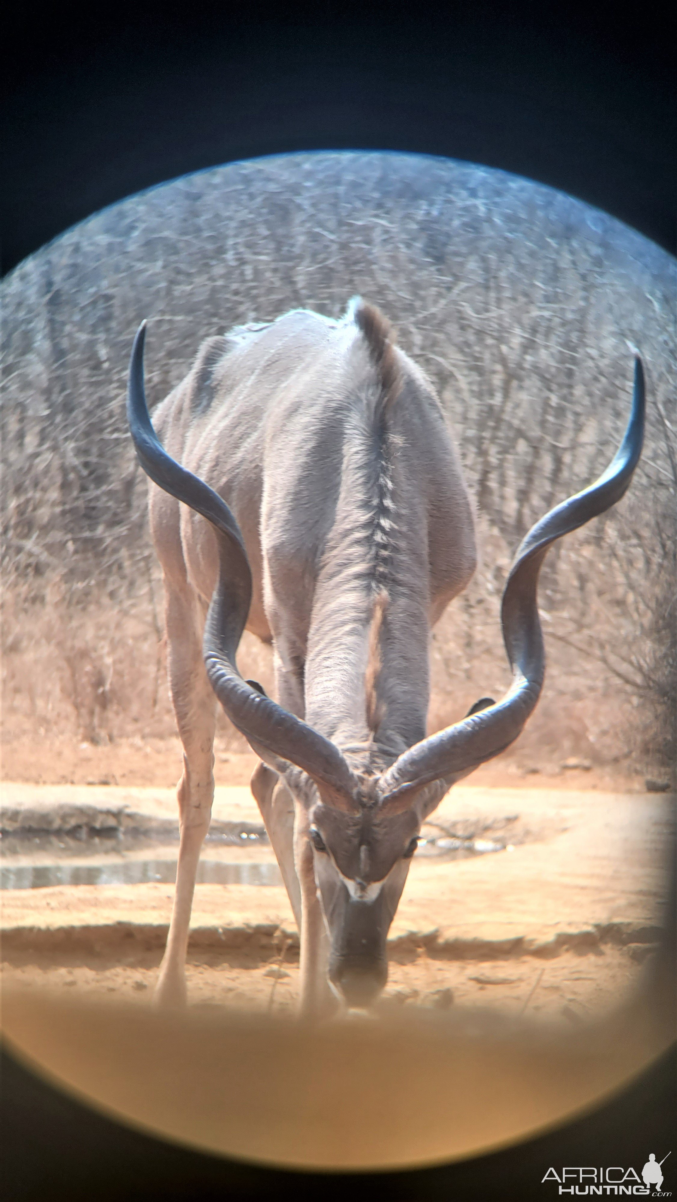 Abnormal Three Horned Kudu South Africa