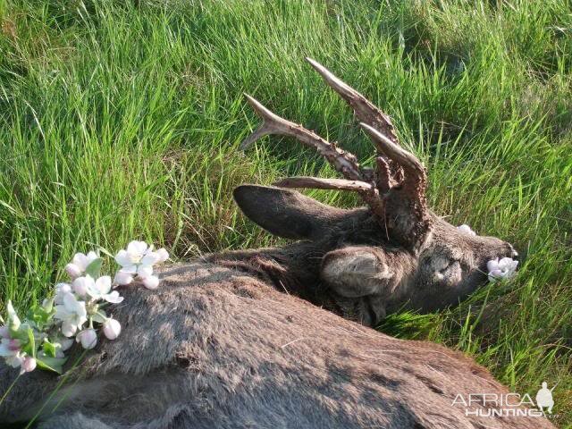 Abnormal trophy Roe deer