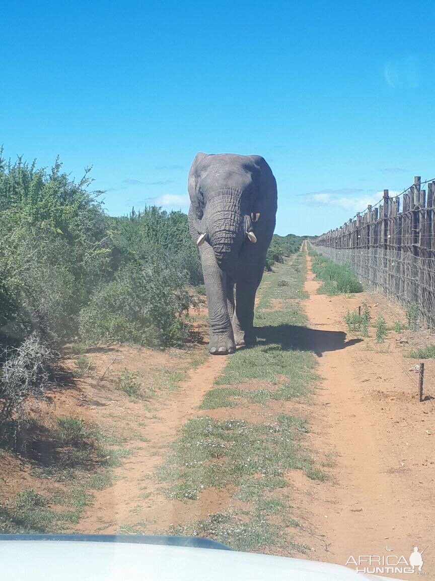 Addo Eastern Cape