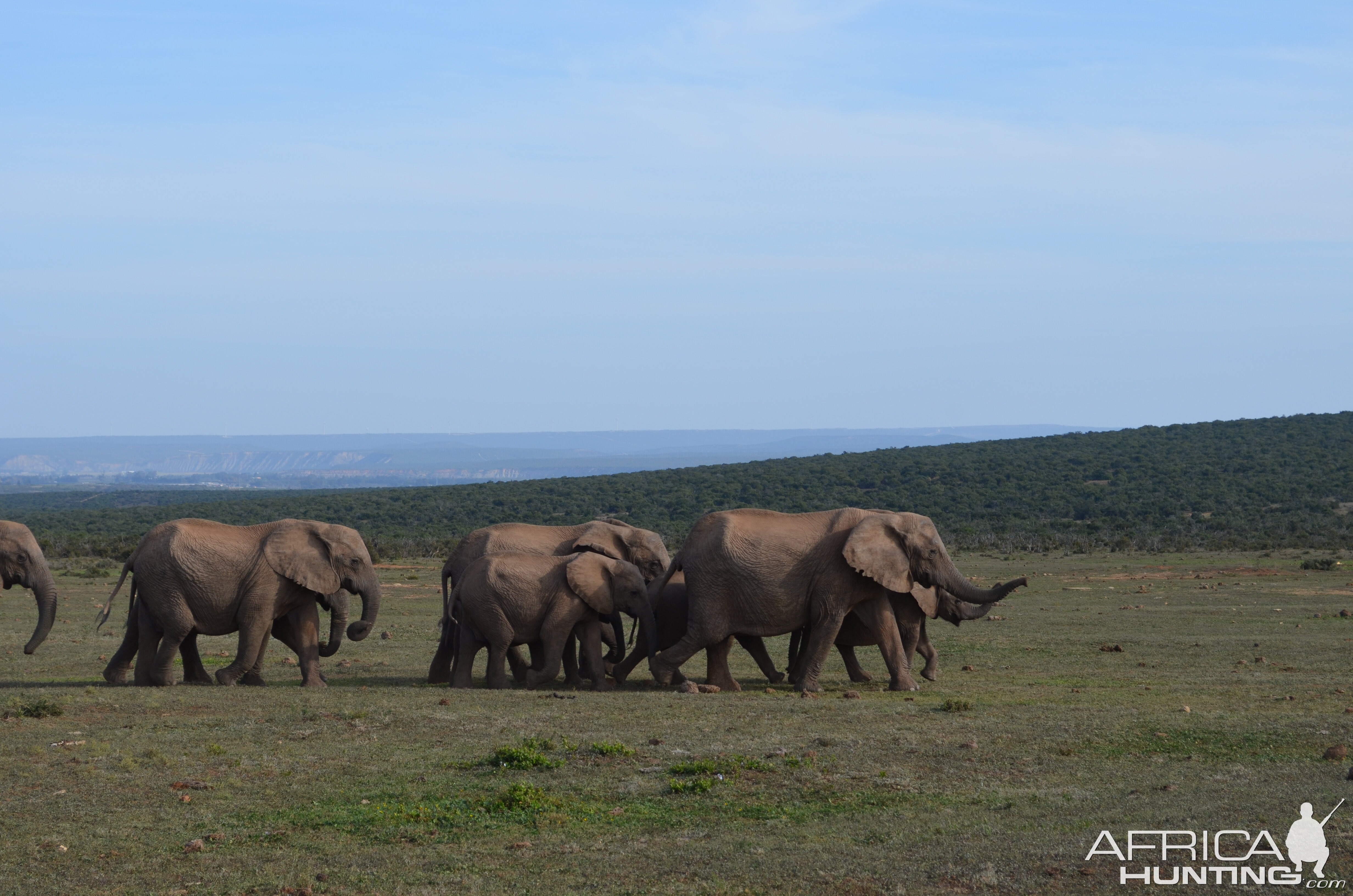 Addo Elephant Park in South Africa