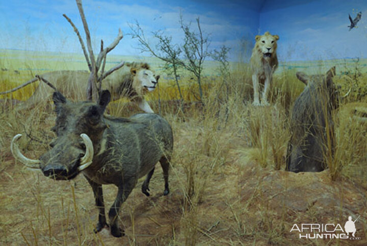 Africa Diorama at the Keszthely Hunting Museum by Bela Hidvegi