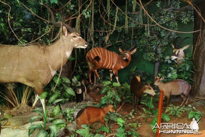 Africa Diorama at the Keszthely Hunting Museum by Bela Hidvegi