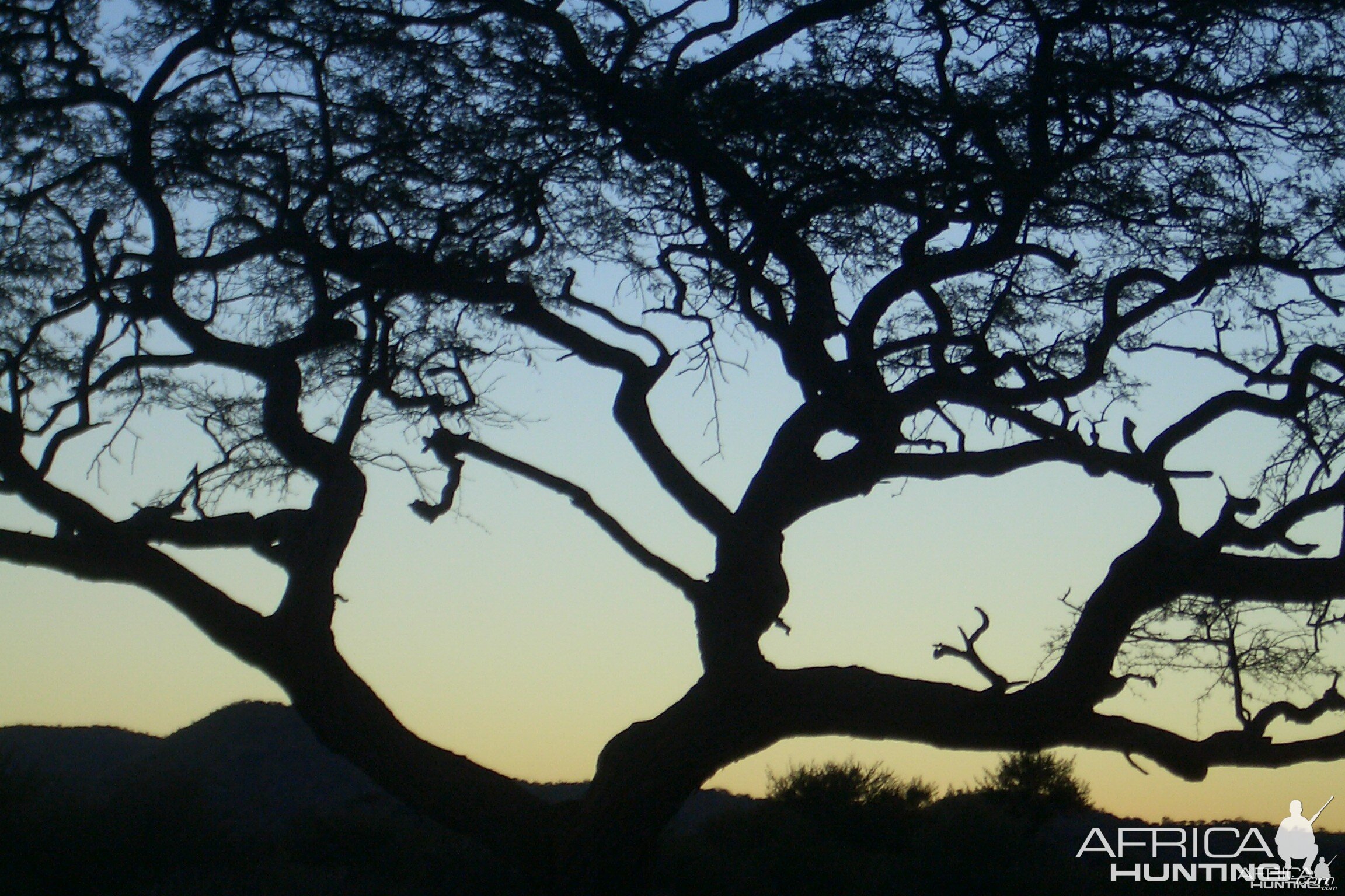 Africa Namibian Sunset tree