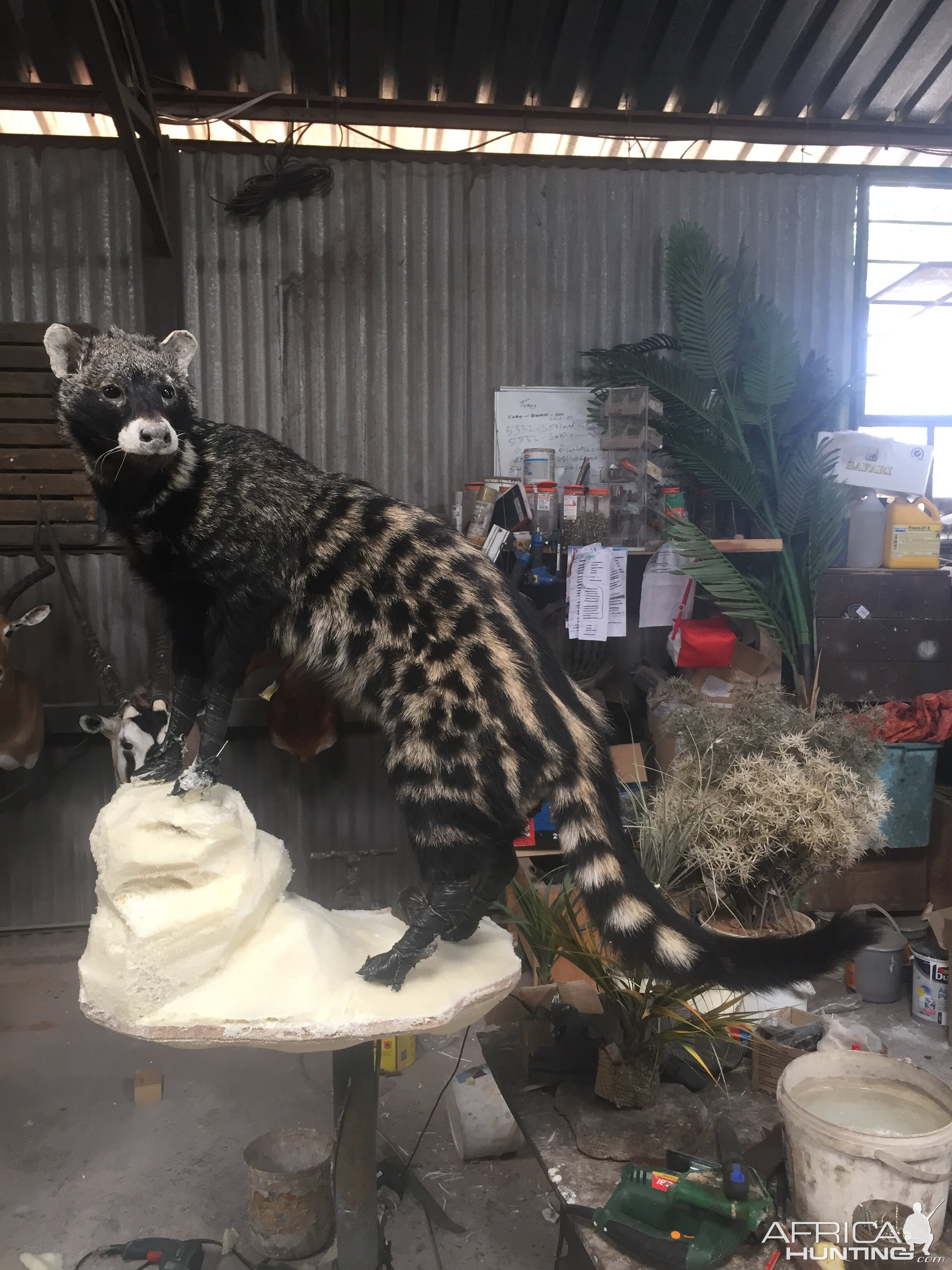 African Civet Cat Full Mount Taxidermy