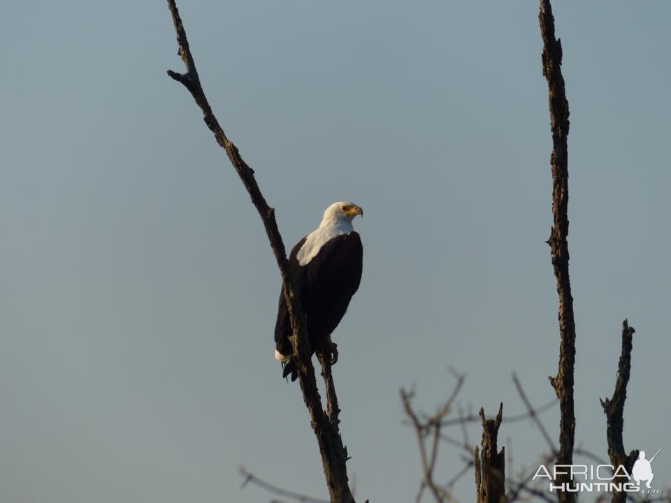 African Fish Eagle Zimbabwe