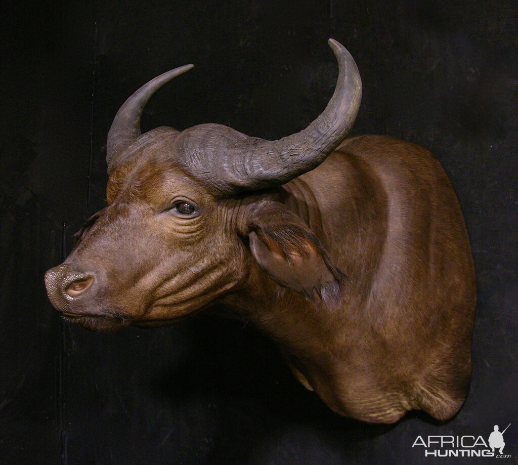 African Forest Buffalo Shoulder Mount Taxidermy