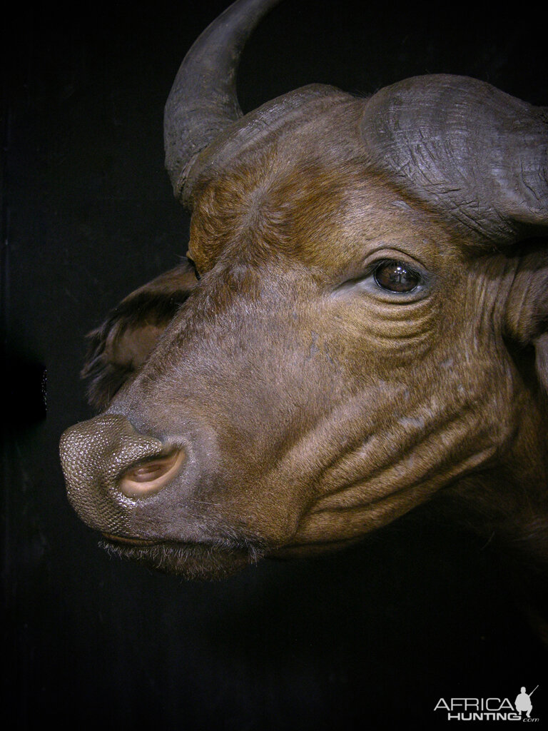 African Forest Buffalo Shoulder Mount Taxidermy