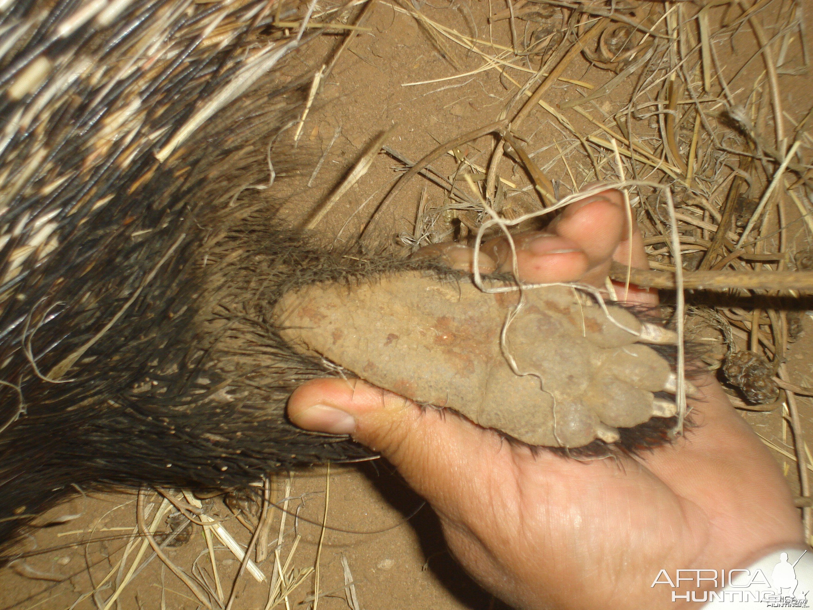 African Porcupine Foot