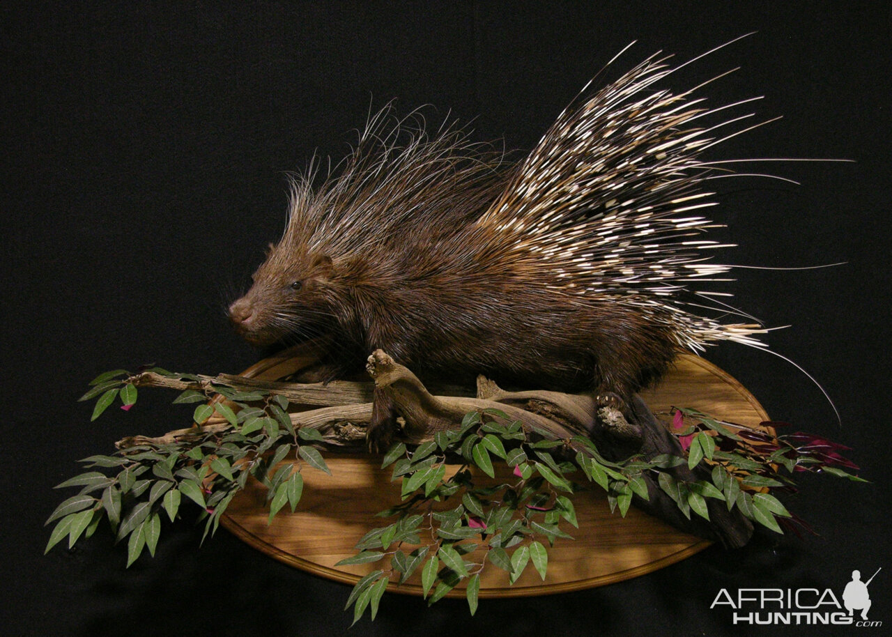African Porcupine Full Mount Taxidermy
