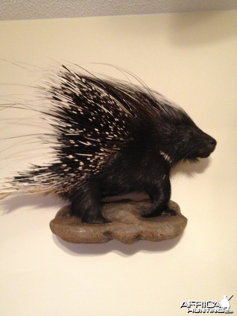 African Porcupine Mount