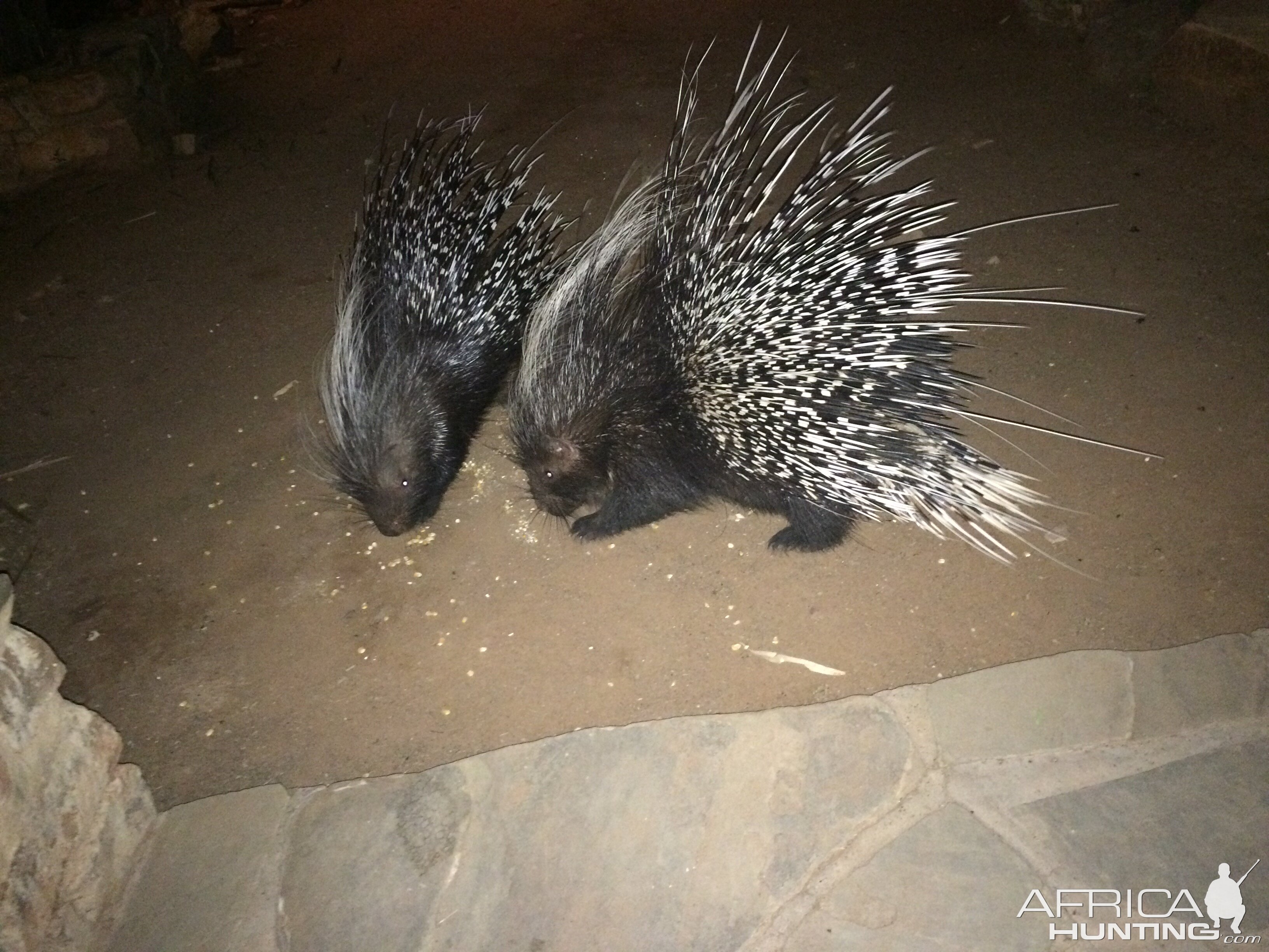 African Porcupine Namibia