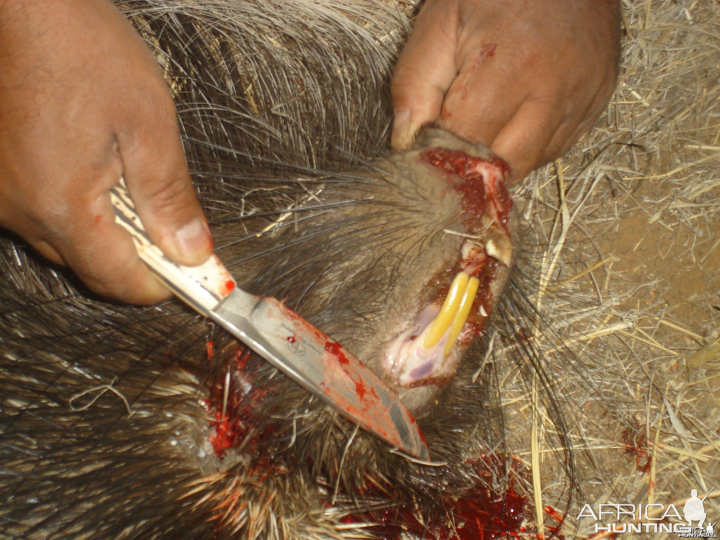 African Porcupine Teeth