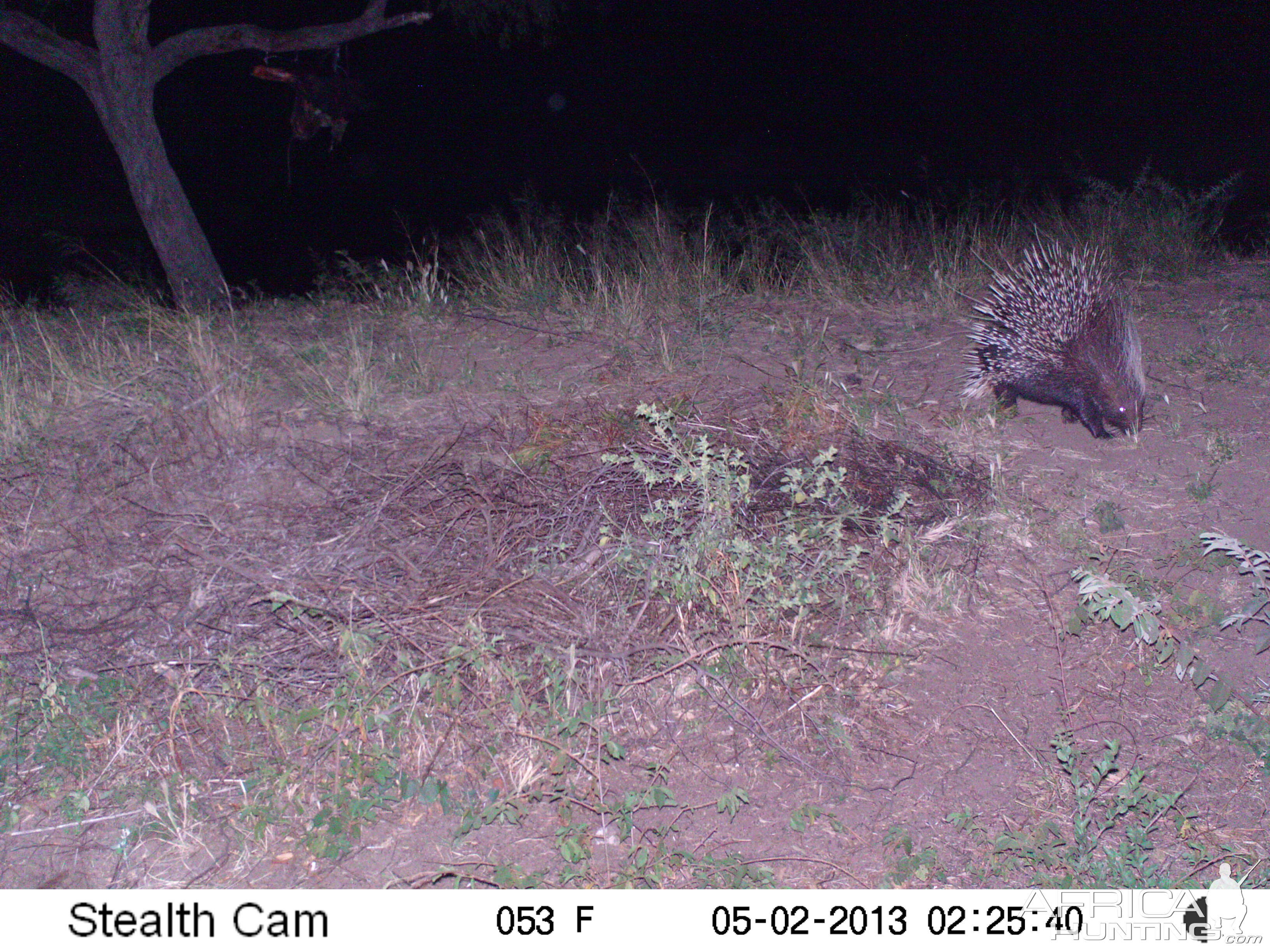 African Porcupine Trail Camera