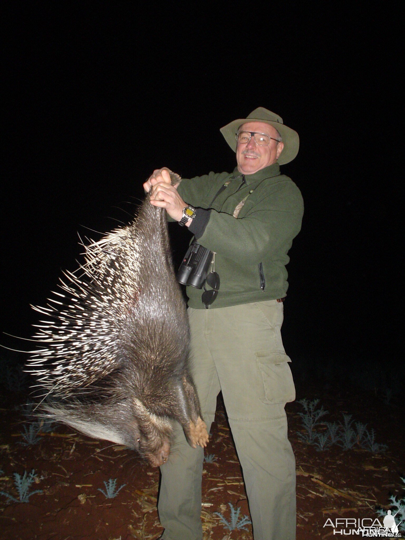 African Porcupine