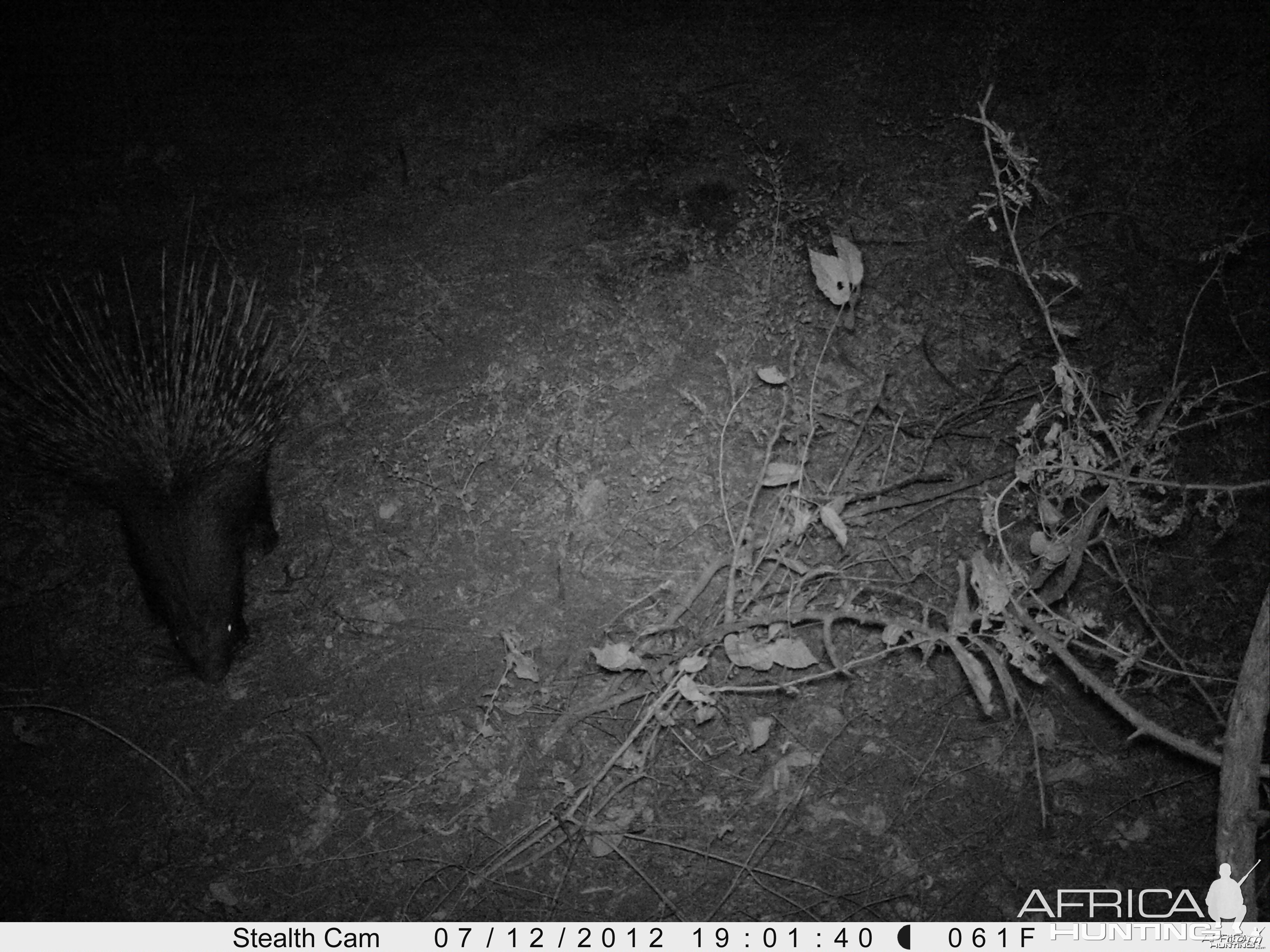 African Porcupine