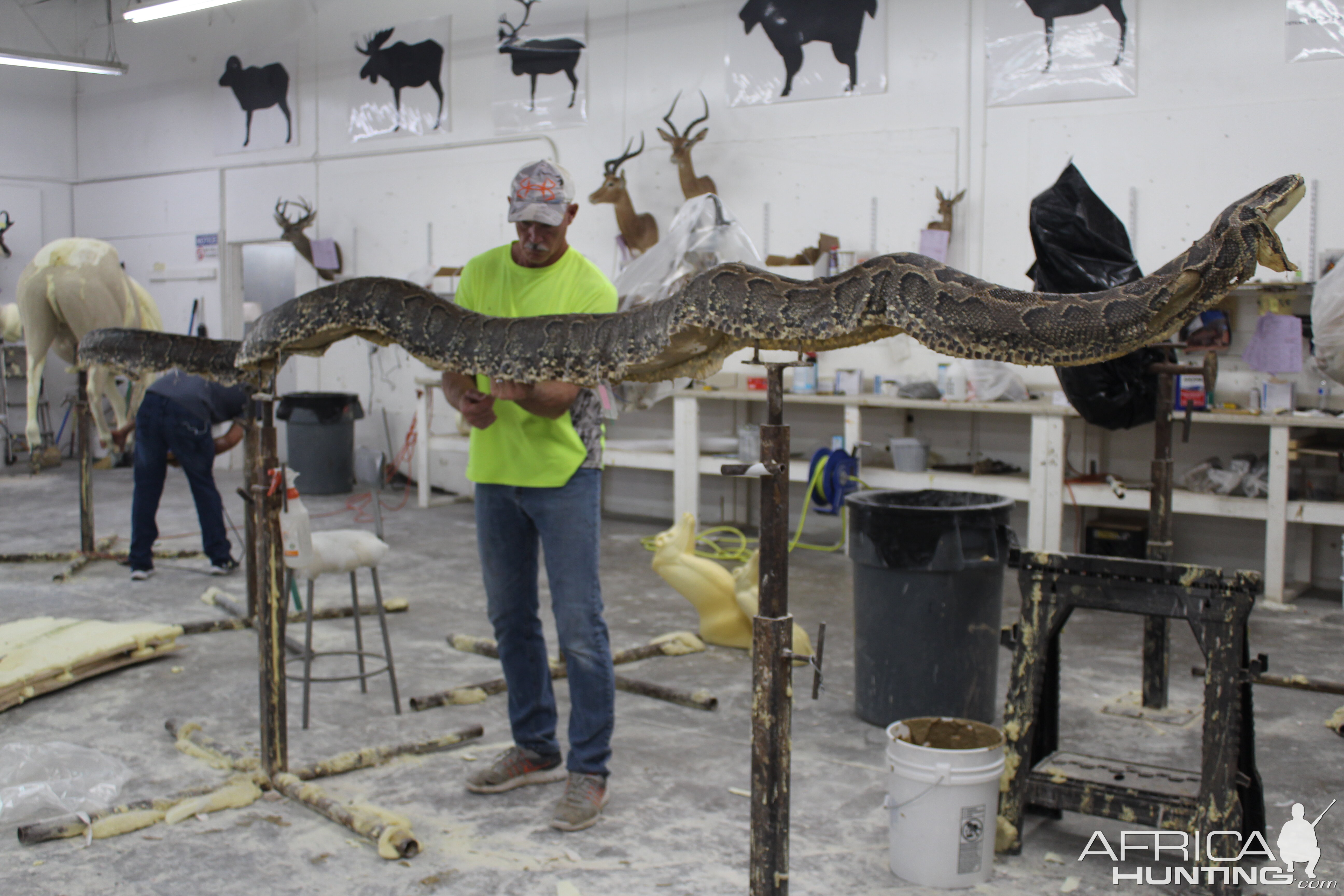 African Rock Python Taxidermy