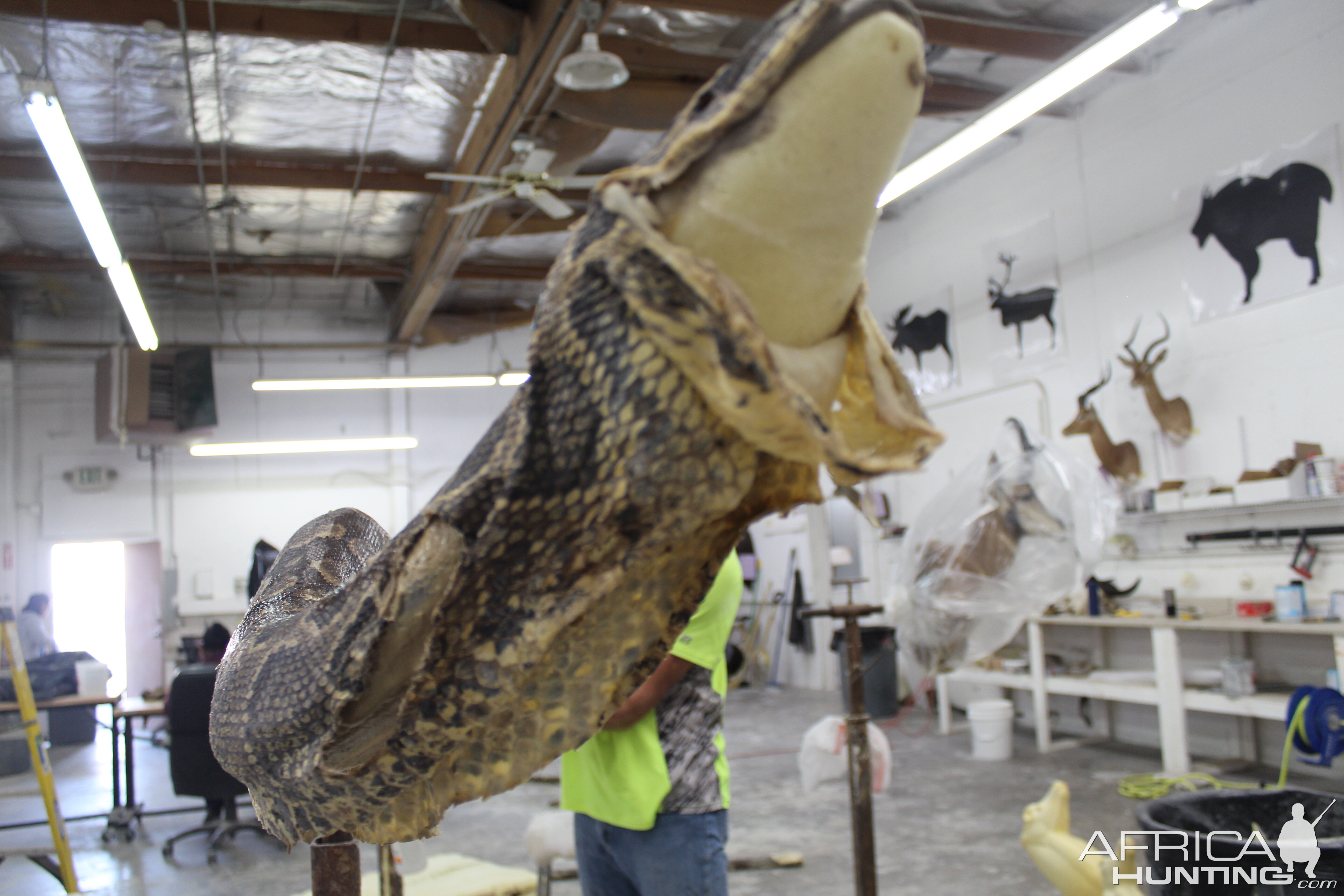 African Rock Python Taxidermy