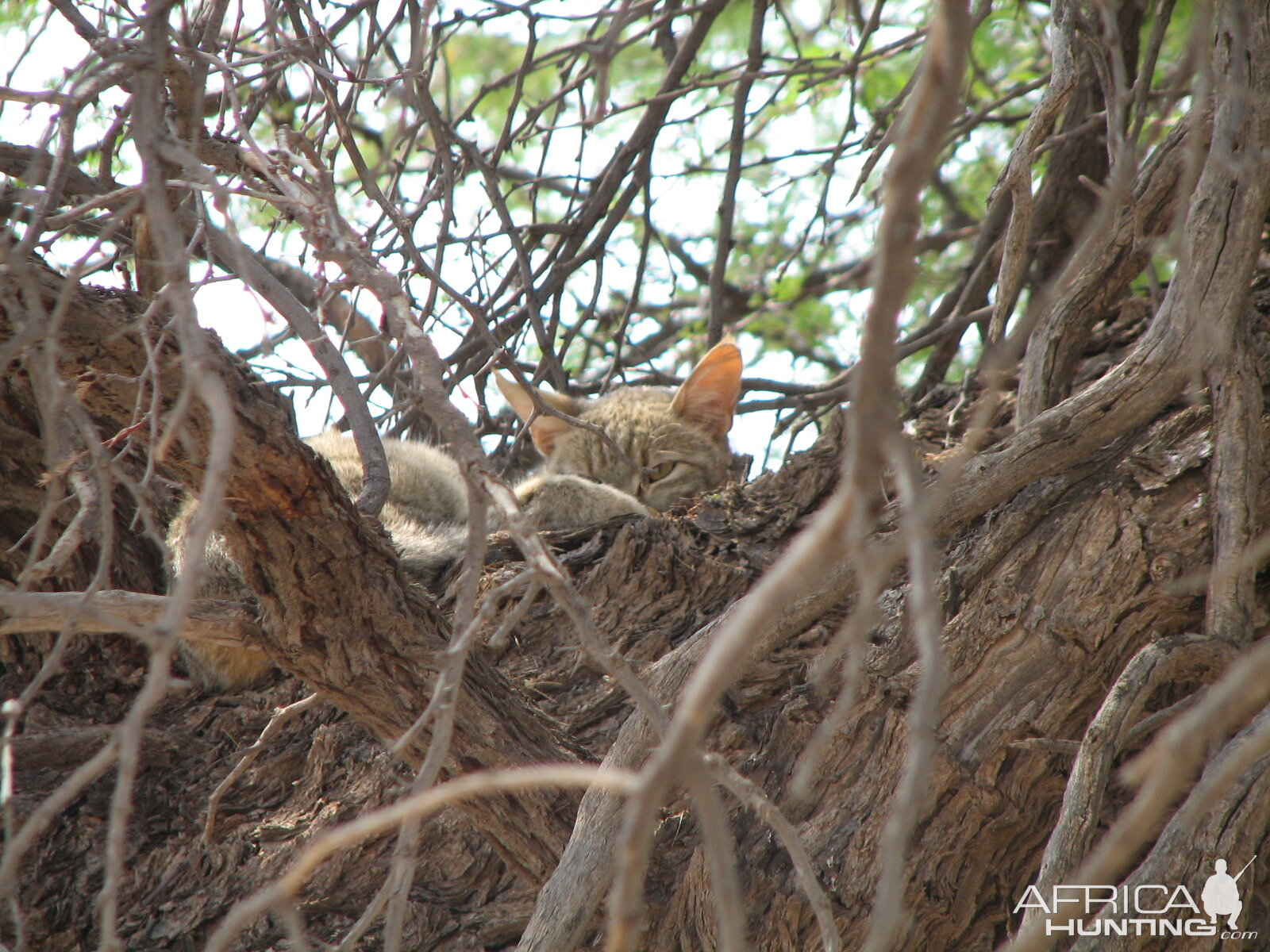 African Wild Cat Namibia