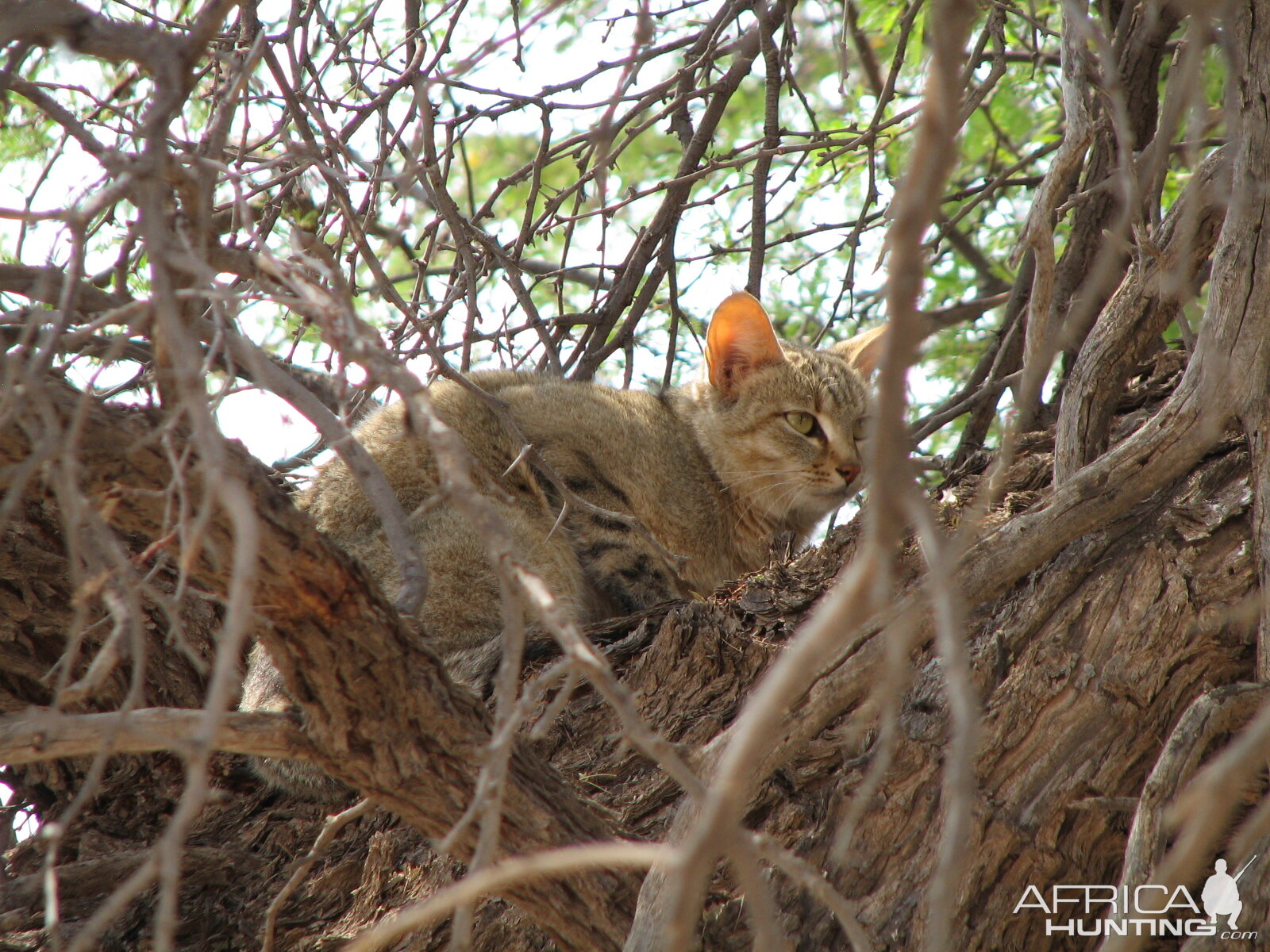 African Wild Cat Namibia