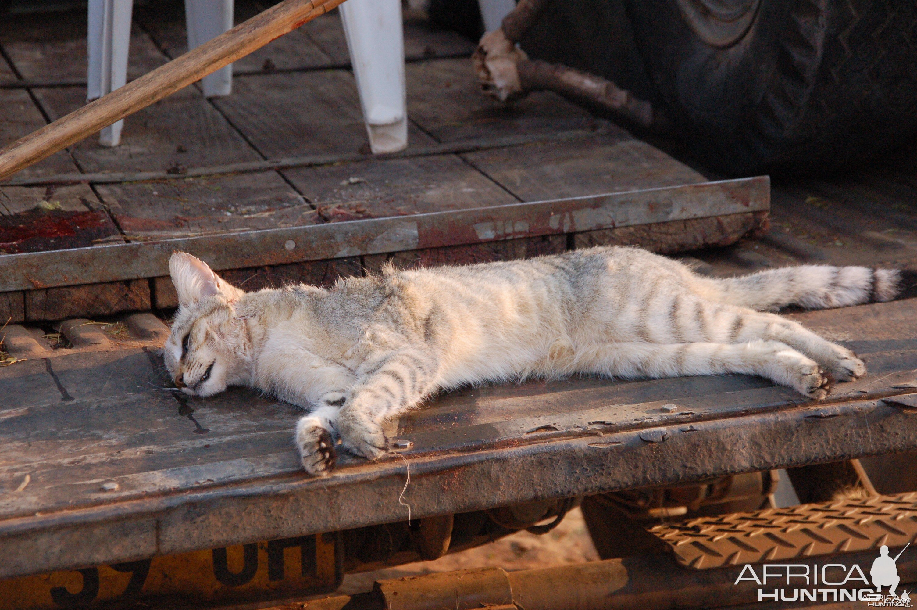 African Wild Cat