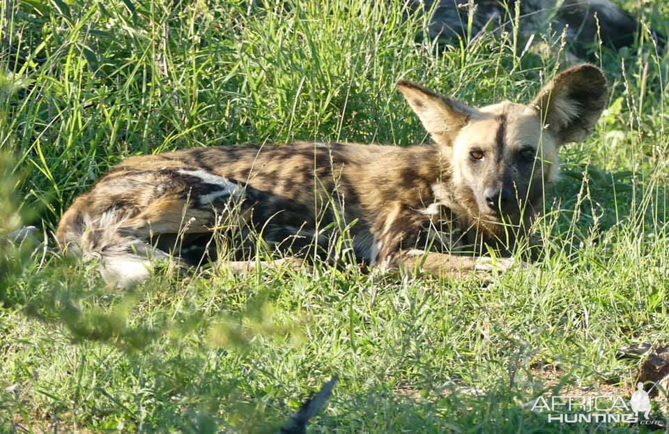 African Wild Dog in the Kruger National Park South Africa