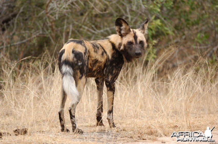 African Wild Dog (Lycaon pictus)