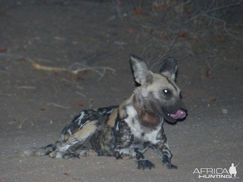 African Wild Dog Zimbabwe