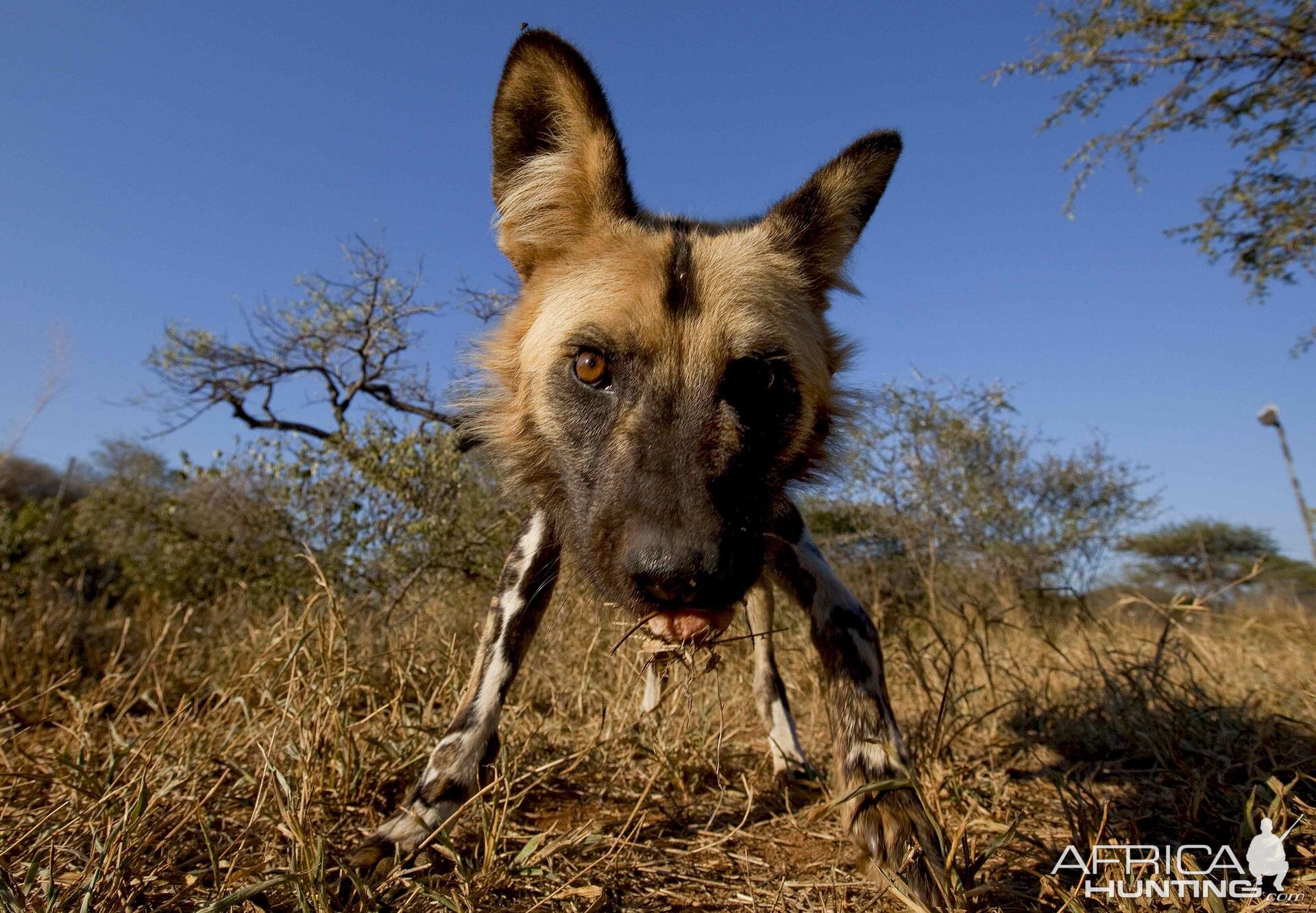 African Wild Dog