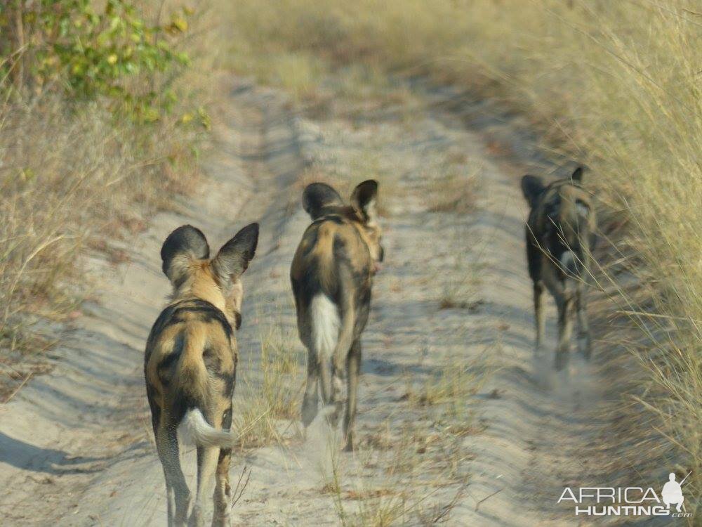 African Wild Dogs Zimbabwe