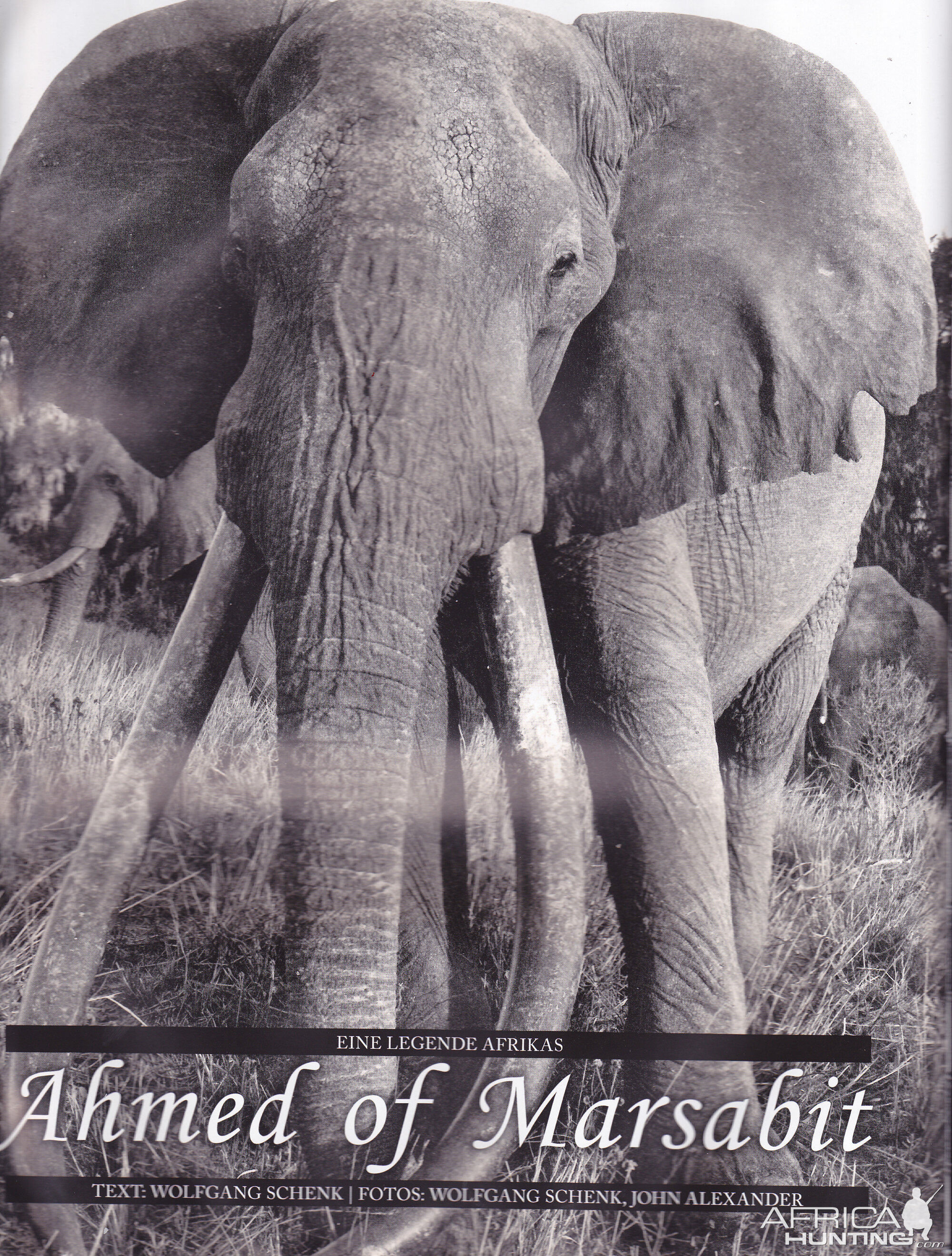 AHMED: The Elephant with Many Bodyguards – Msingi Afrika Magazine