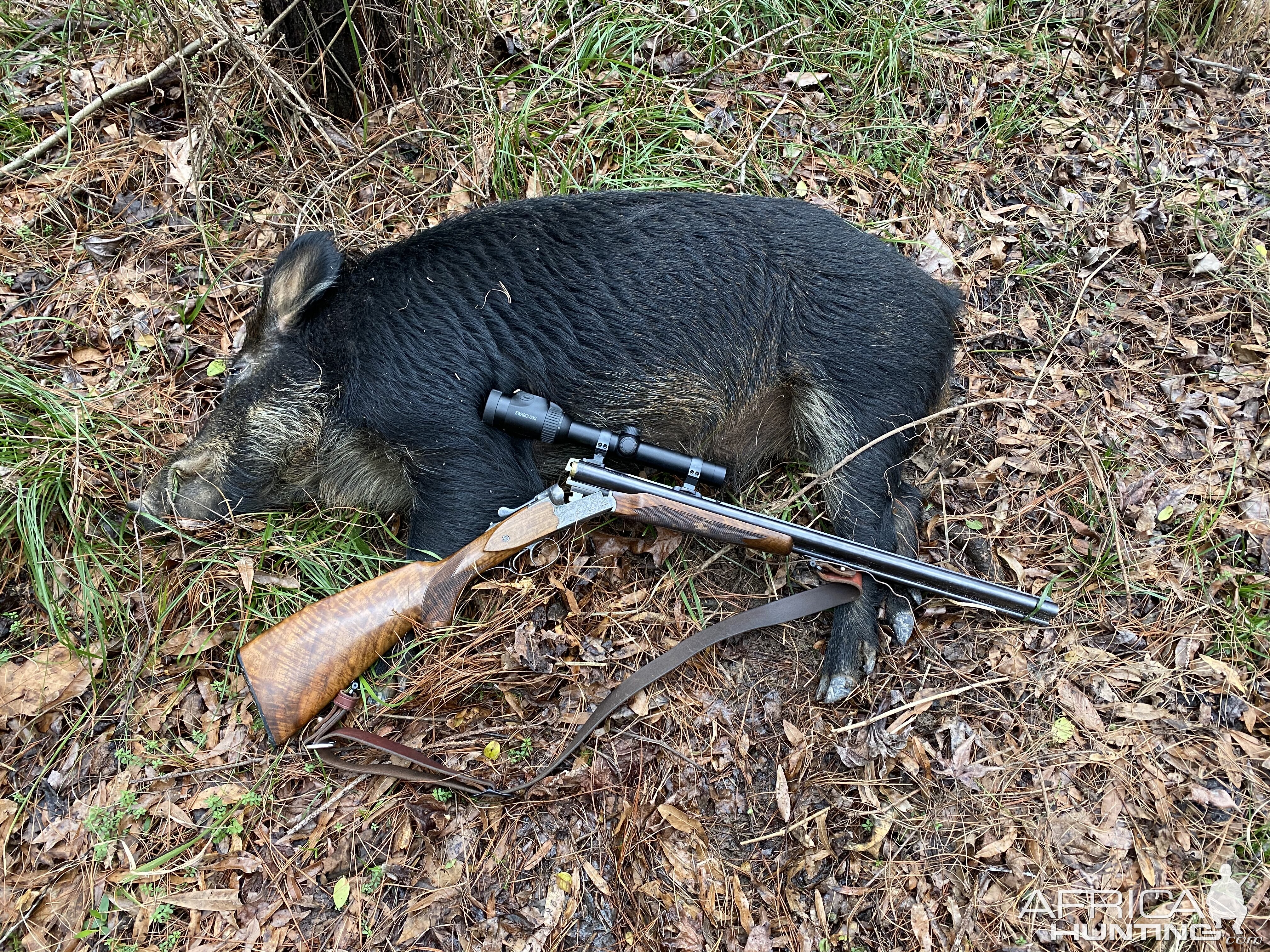 Alabama USA Hunting Hog