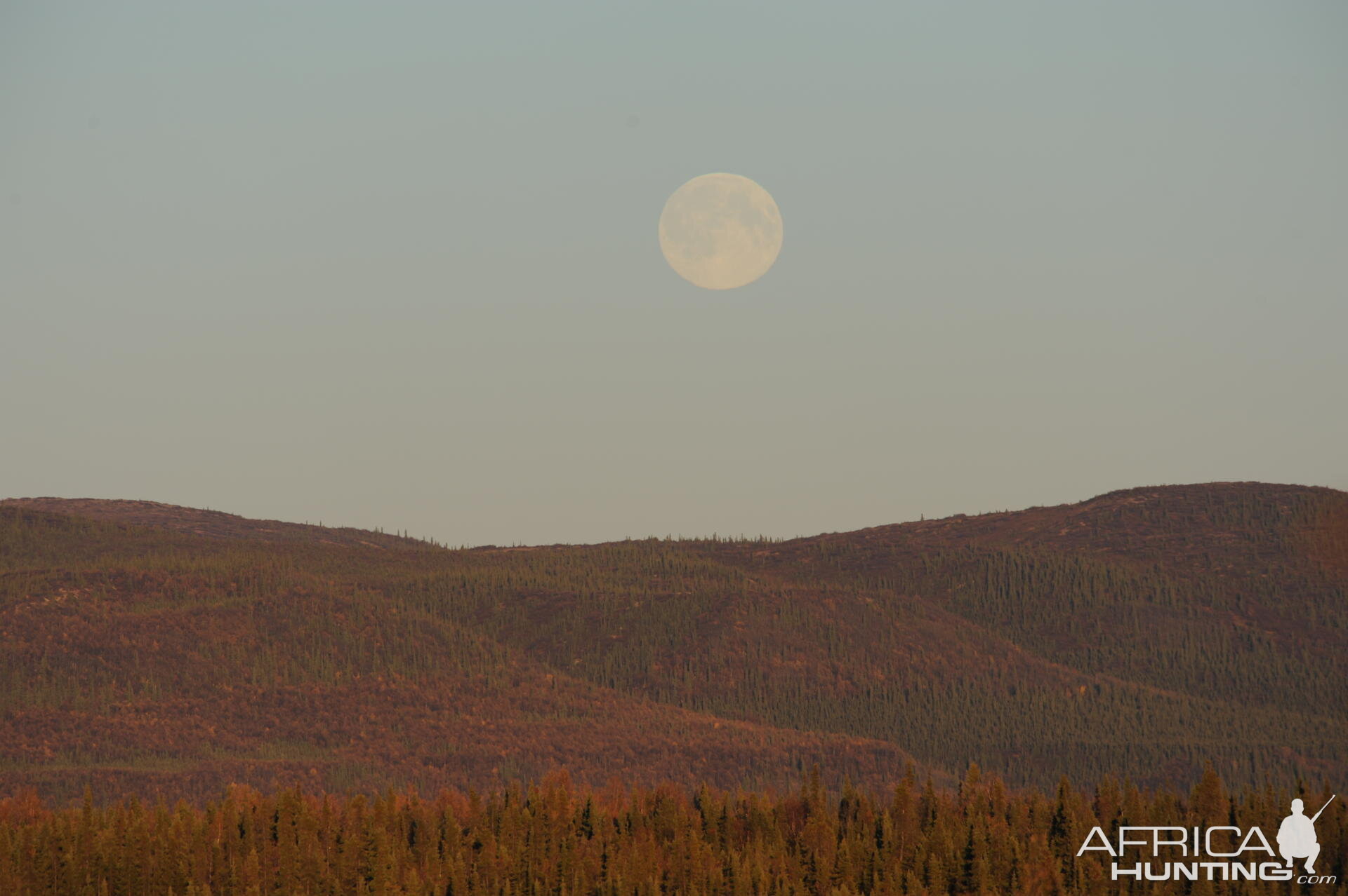 Alaska Moose Hunting Evenings