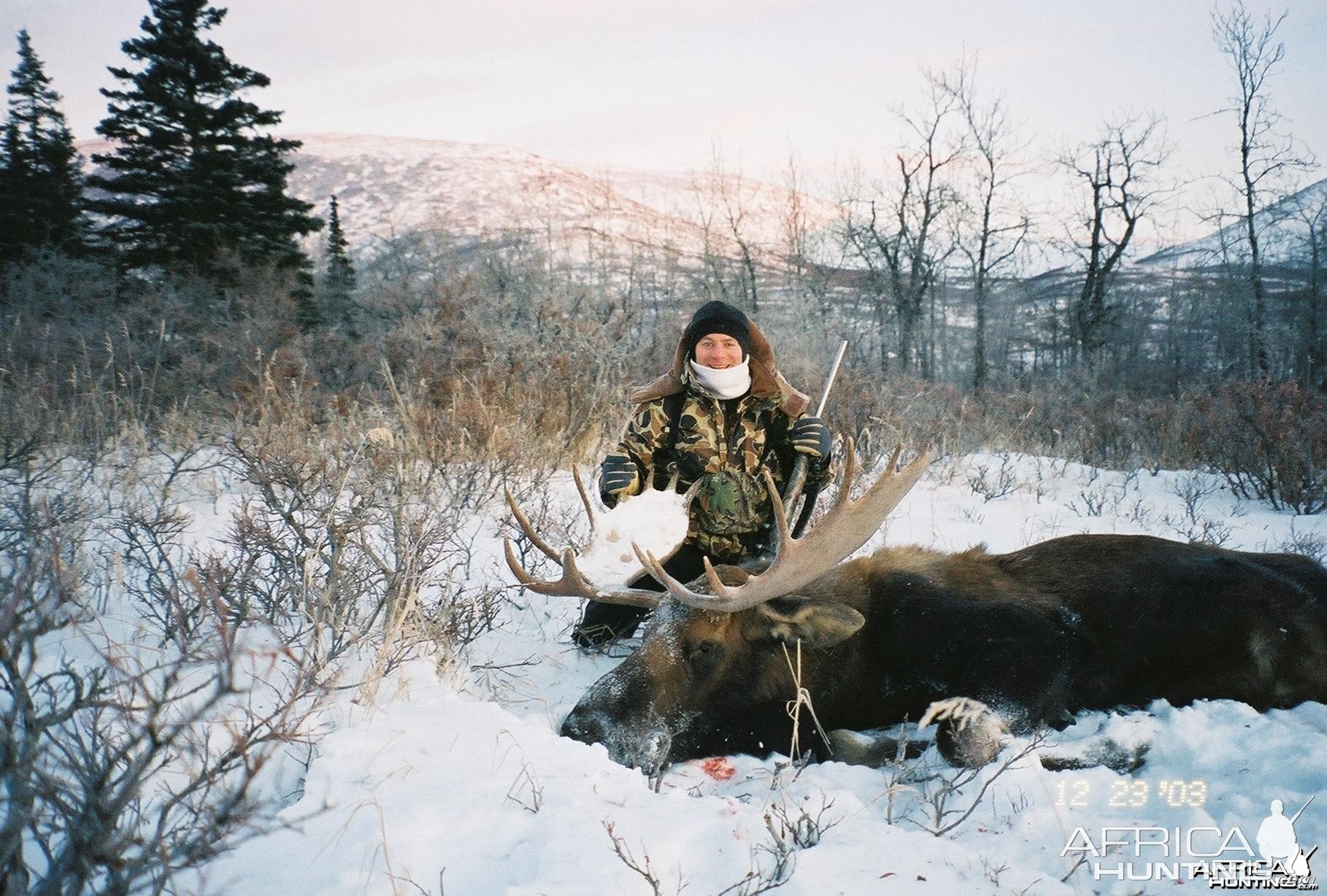 Alaska Moose