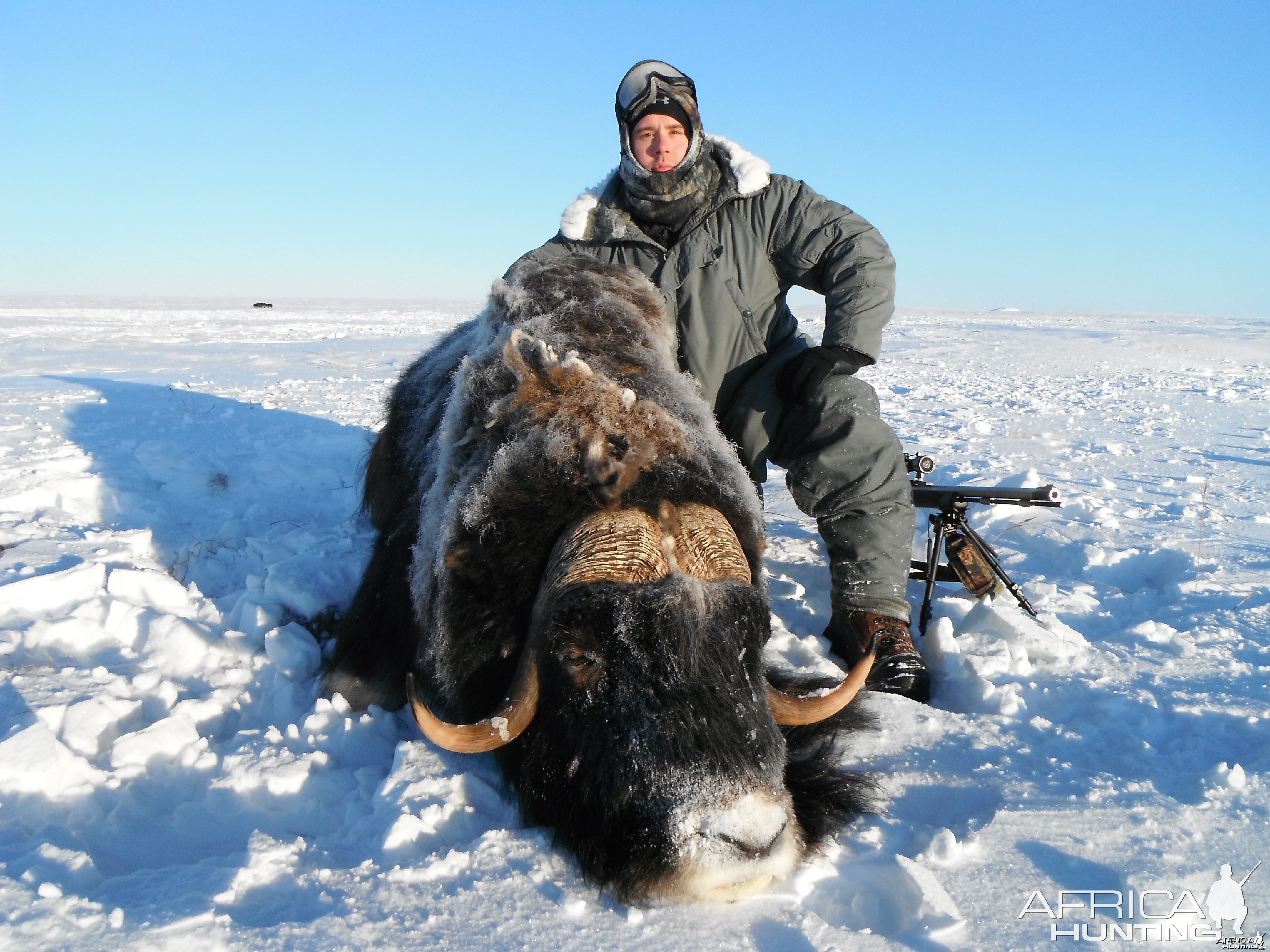 Alaska Muskox