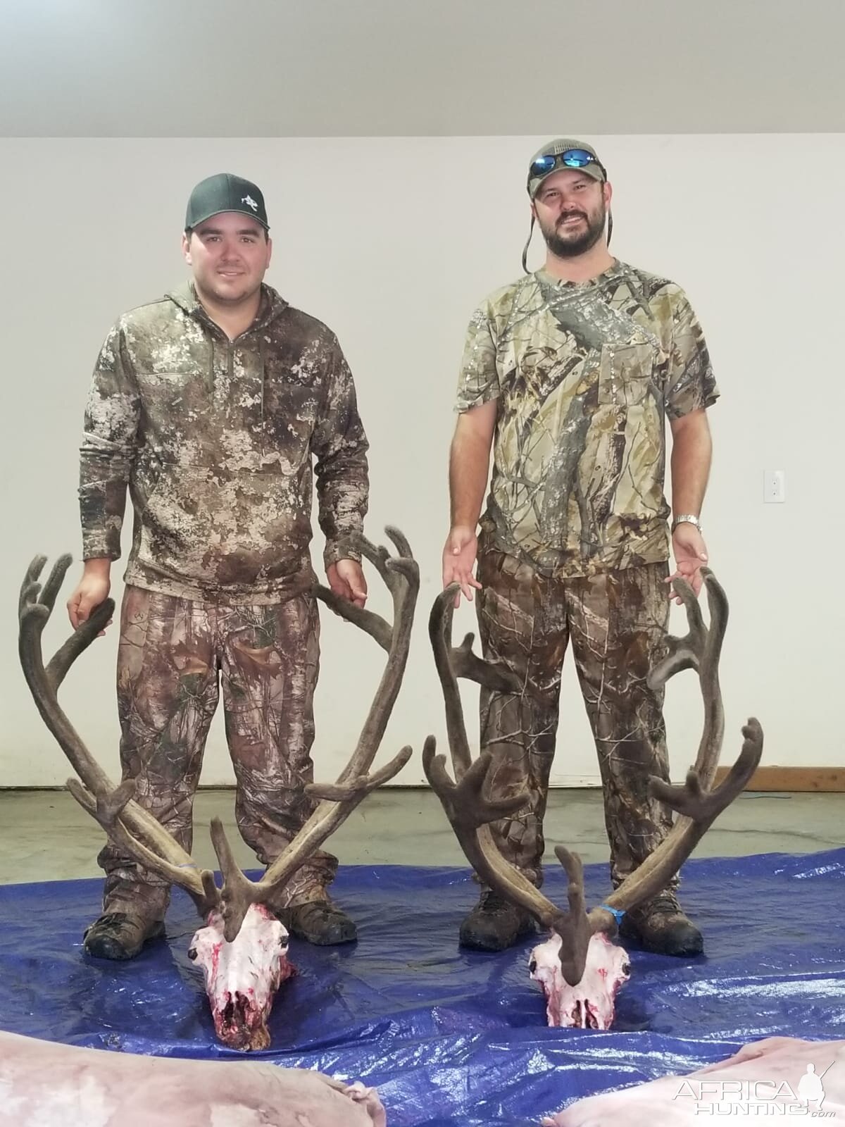 Alaska USA Hunt  Caribou