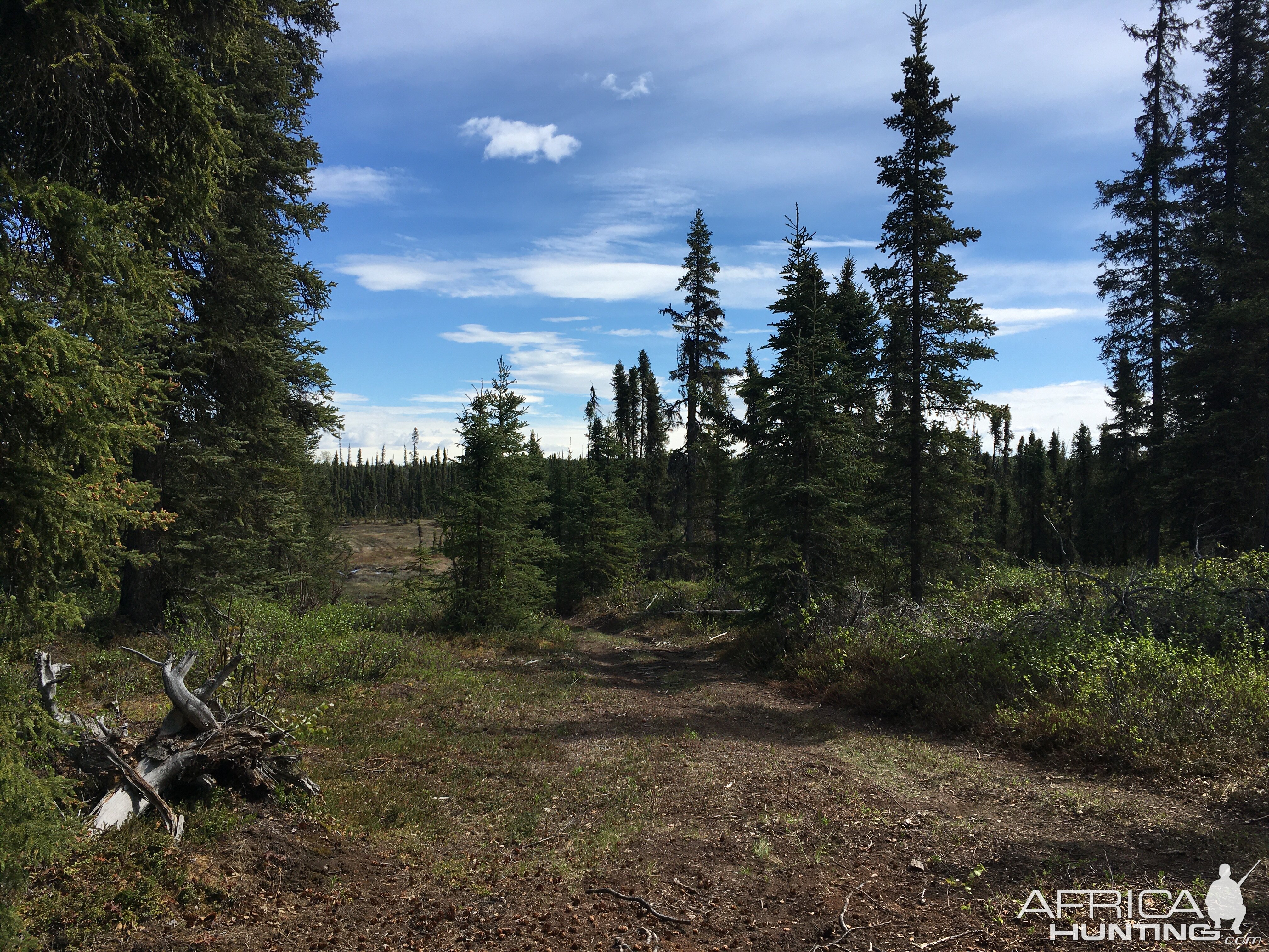 Alaska USA Hunting Brown Bear