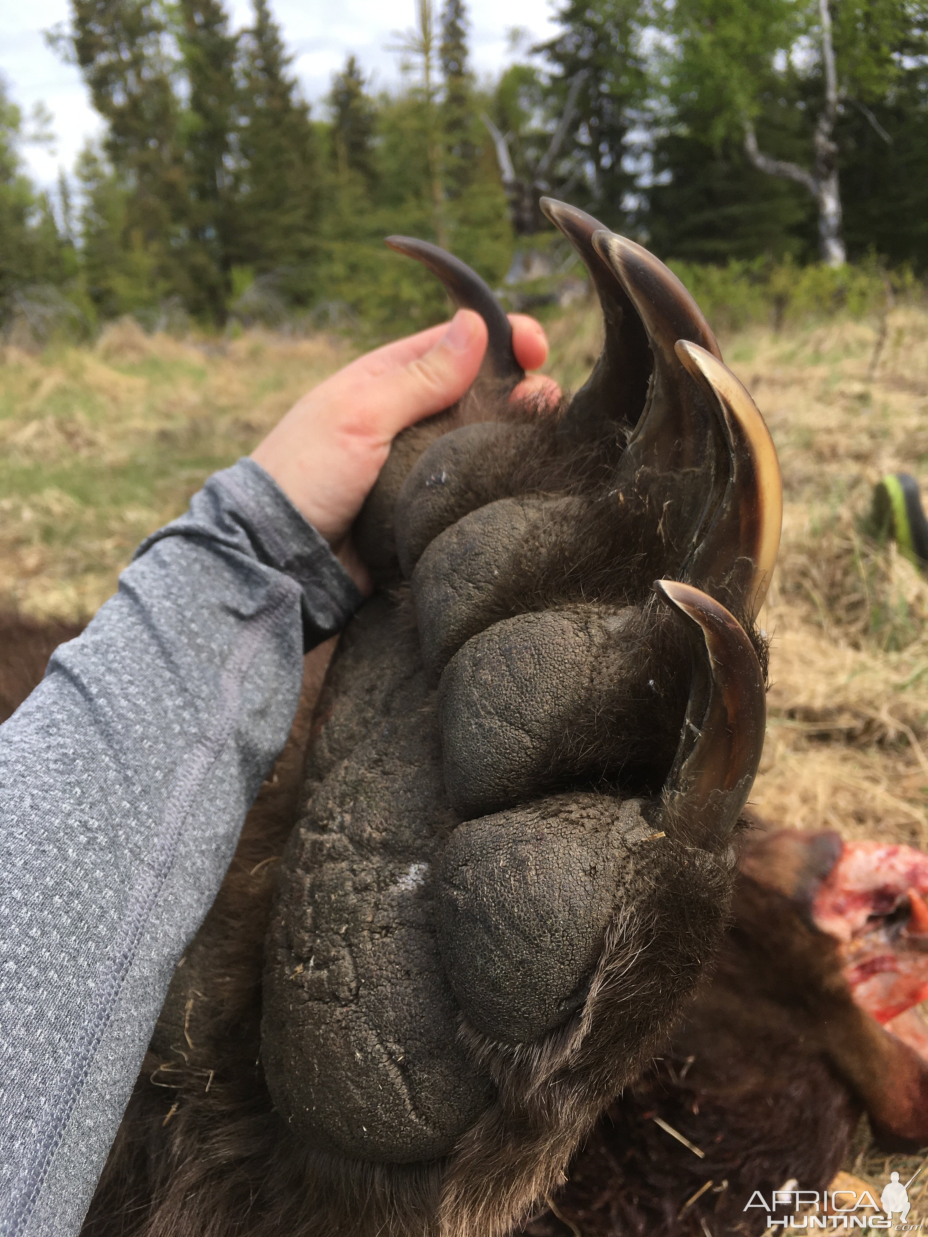 Alaska USA Hunting Brown Bear