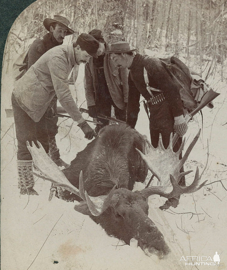 Alaska USA Hunting Moose