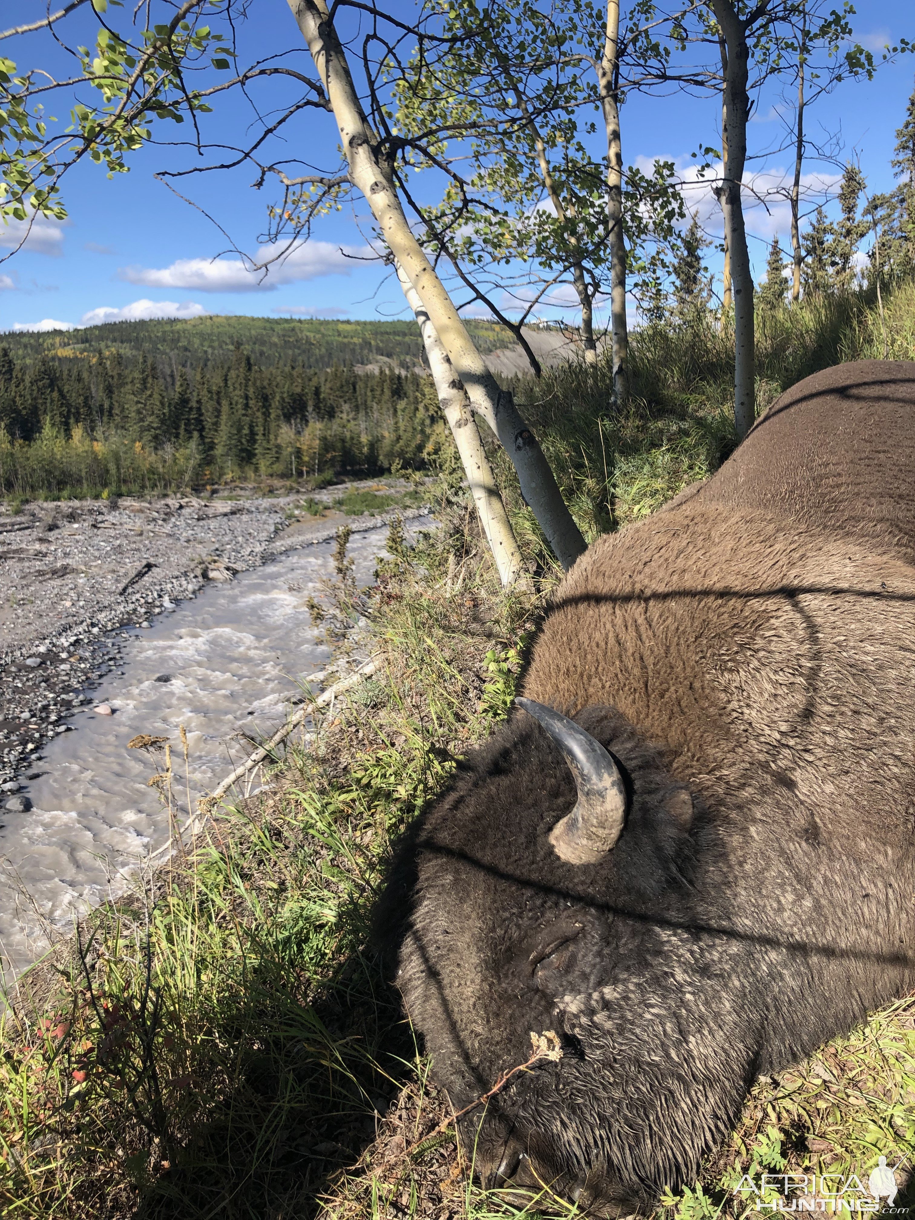 Alaska Wood Bison Hunt