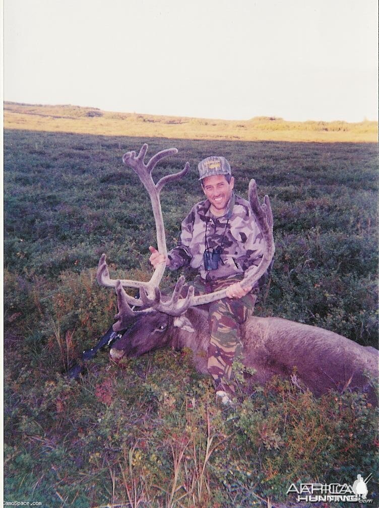 Alaskan Barren Ground Caribou